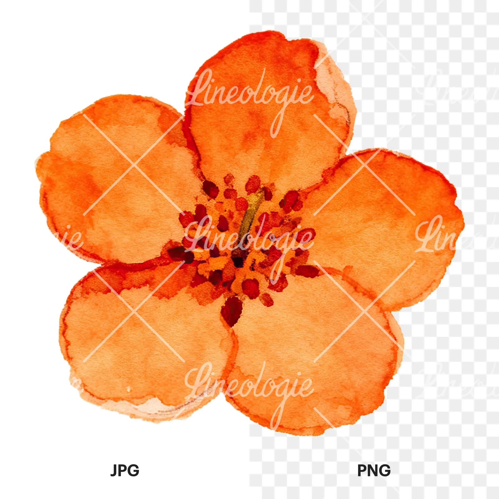 Watercolor orange blossom with lilies clipart 8 of 9, as a JPG on white and a transparent PNG