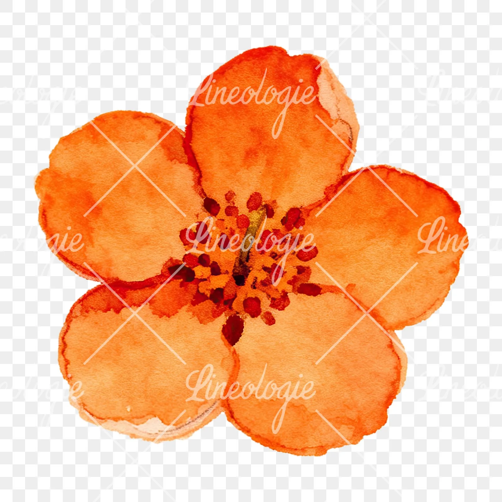 Watercolor orange blossom with lilies clipart 8 of 9 on a transparent background (PNG)