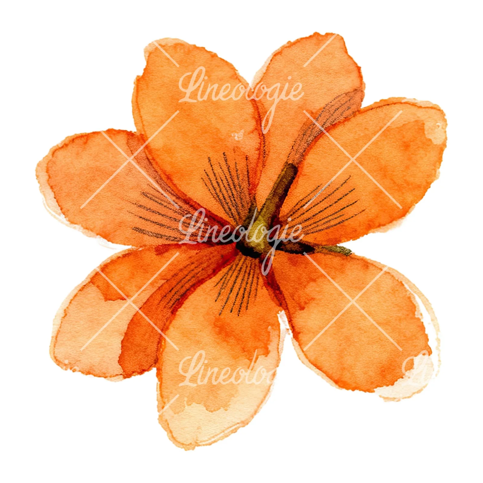 Watercolor orange blossom with lilies clipart 9 of 9 on a white background (JPG)