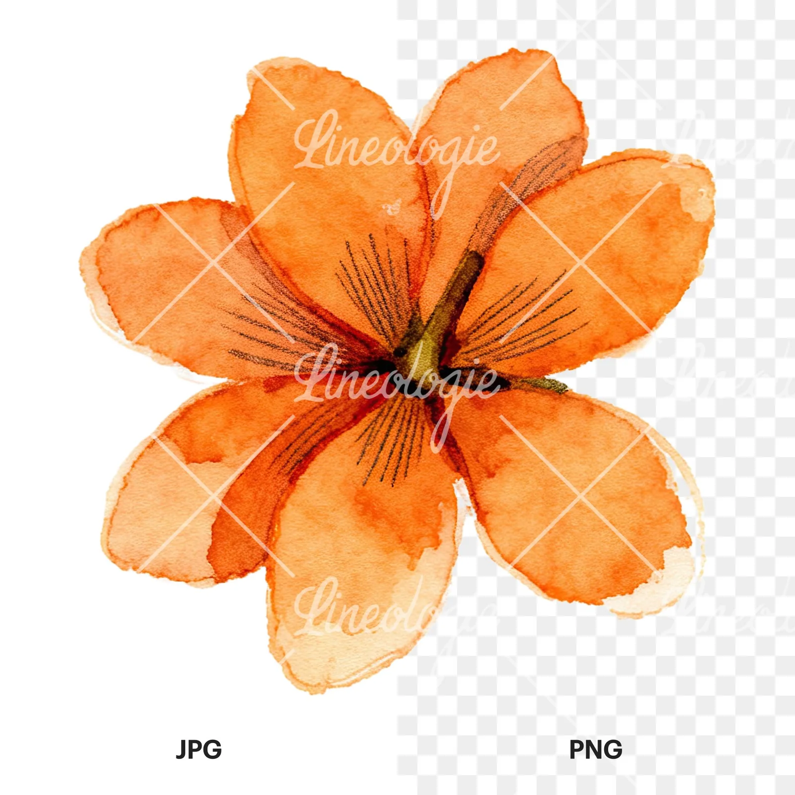 Watercolor orange blossom with lilies clipart 9 of 9, as a JPG on white and a transparent PNG