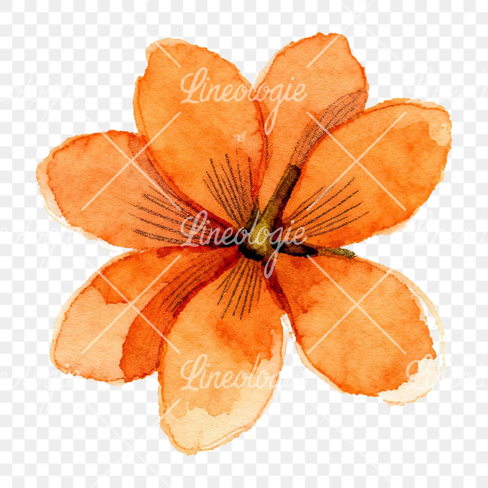 Watercolor orange blossom with lilies clipart 9 of 9 on a transparent background (PNG)