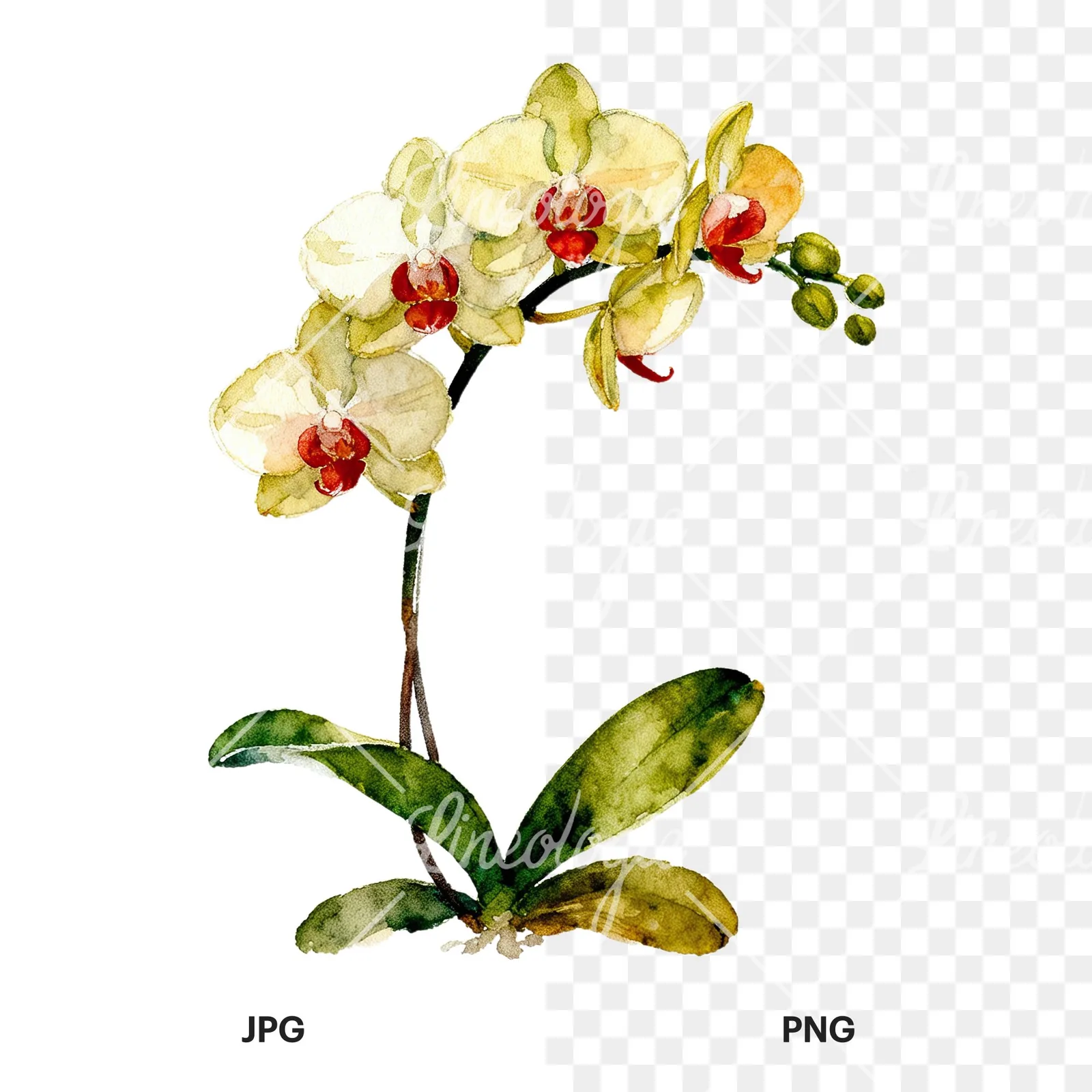Watercolor orchid bouquet with leaves clipart 1 of 9, as a JPG on white and a transparent PNG