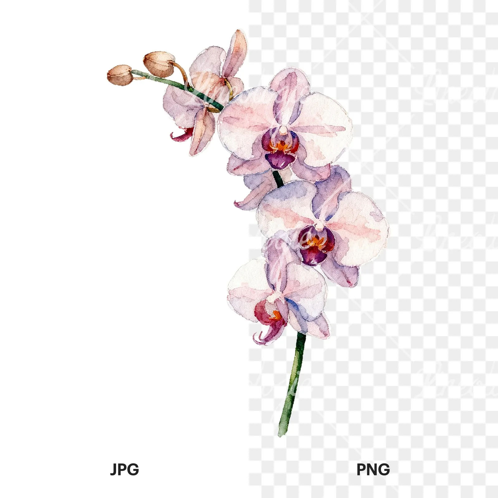 Watercolor orchid bouquet with leaves clipart 2 of 9, as a JPG on white and a transparent PNG