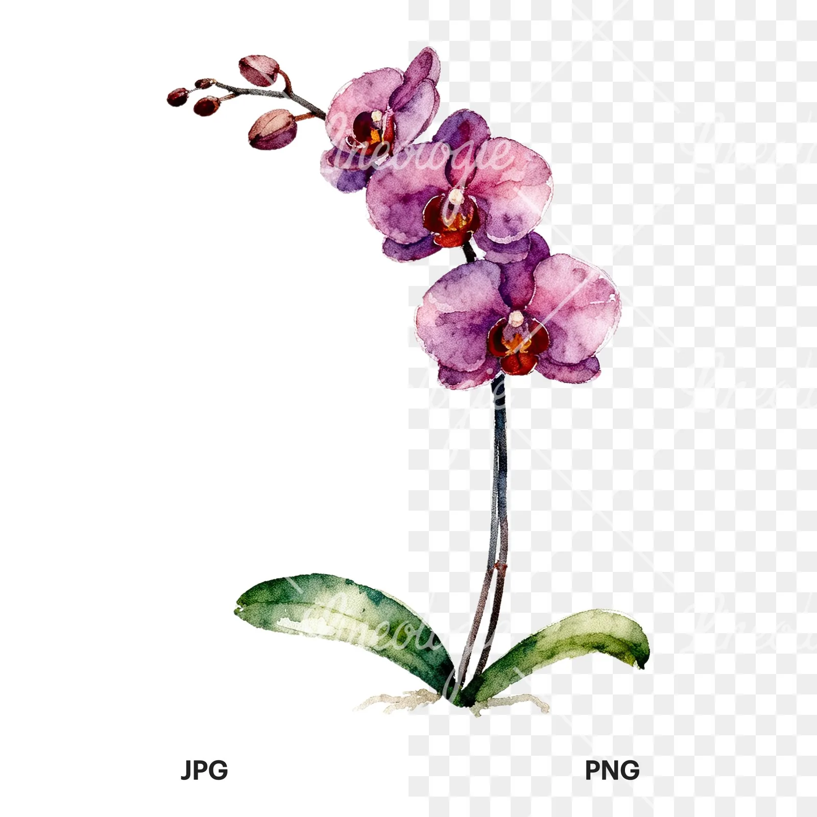 Watercolor orchid bouquet with leaves clipart 3 of 9, as a JPG on white and a transparent PNG
