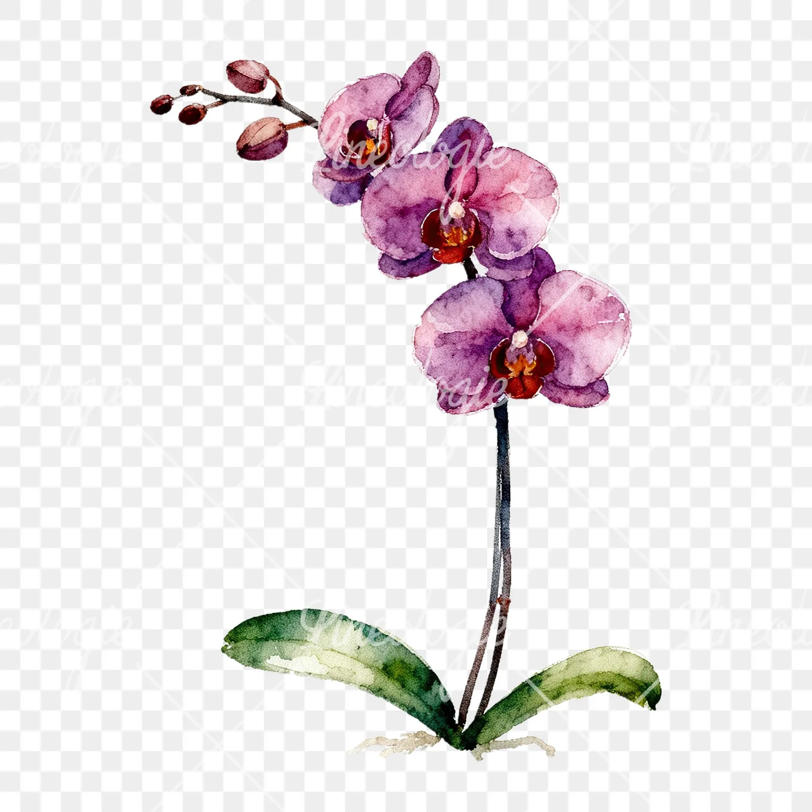 Watercolor orchid bouquet with leaves clipart 3 of 9 on a transparent background (PNG)