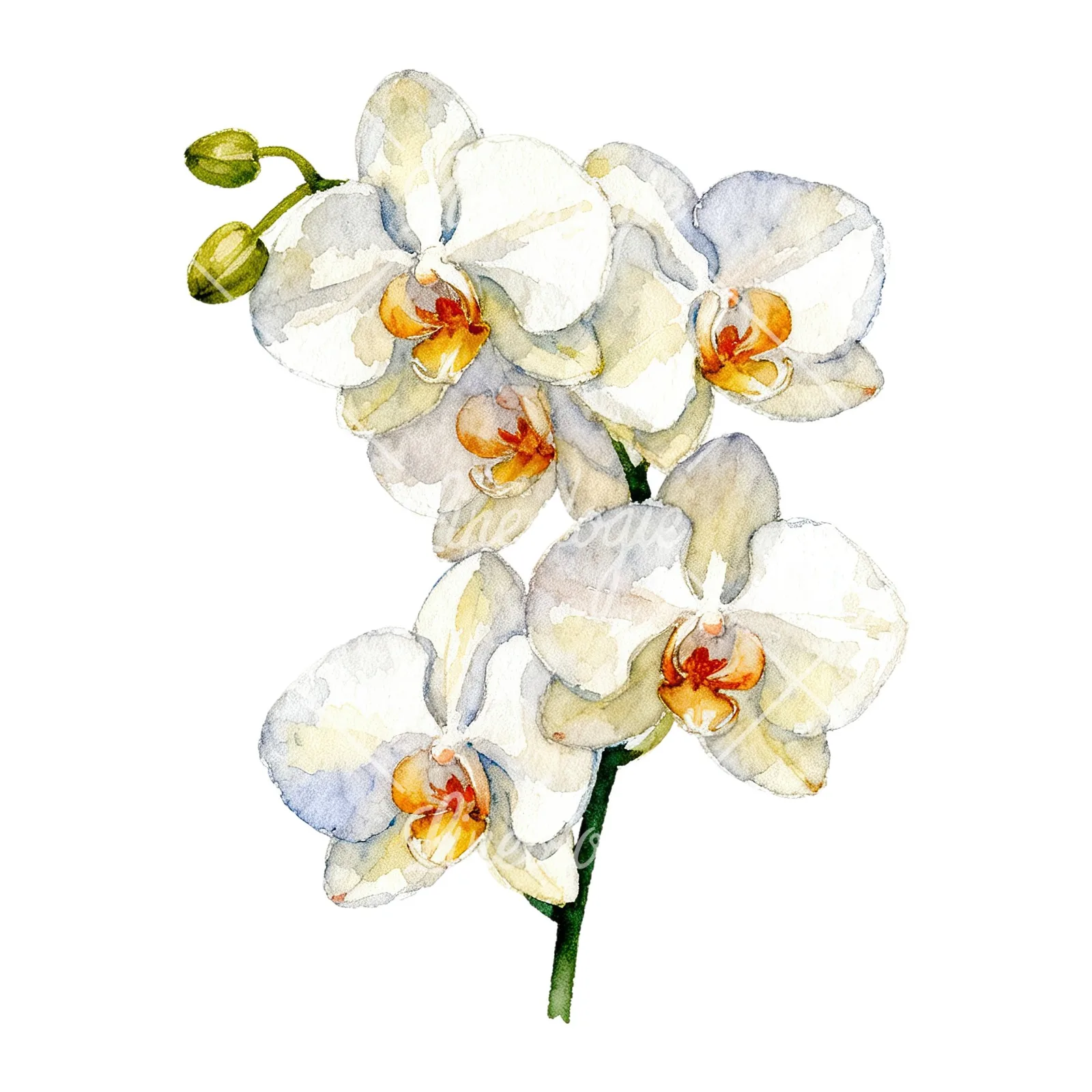 Watercolor orchid bouquet with leaves clipart 5 of 9 on a white background (JPG)