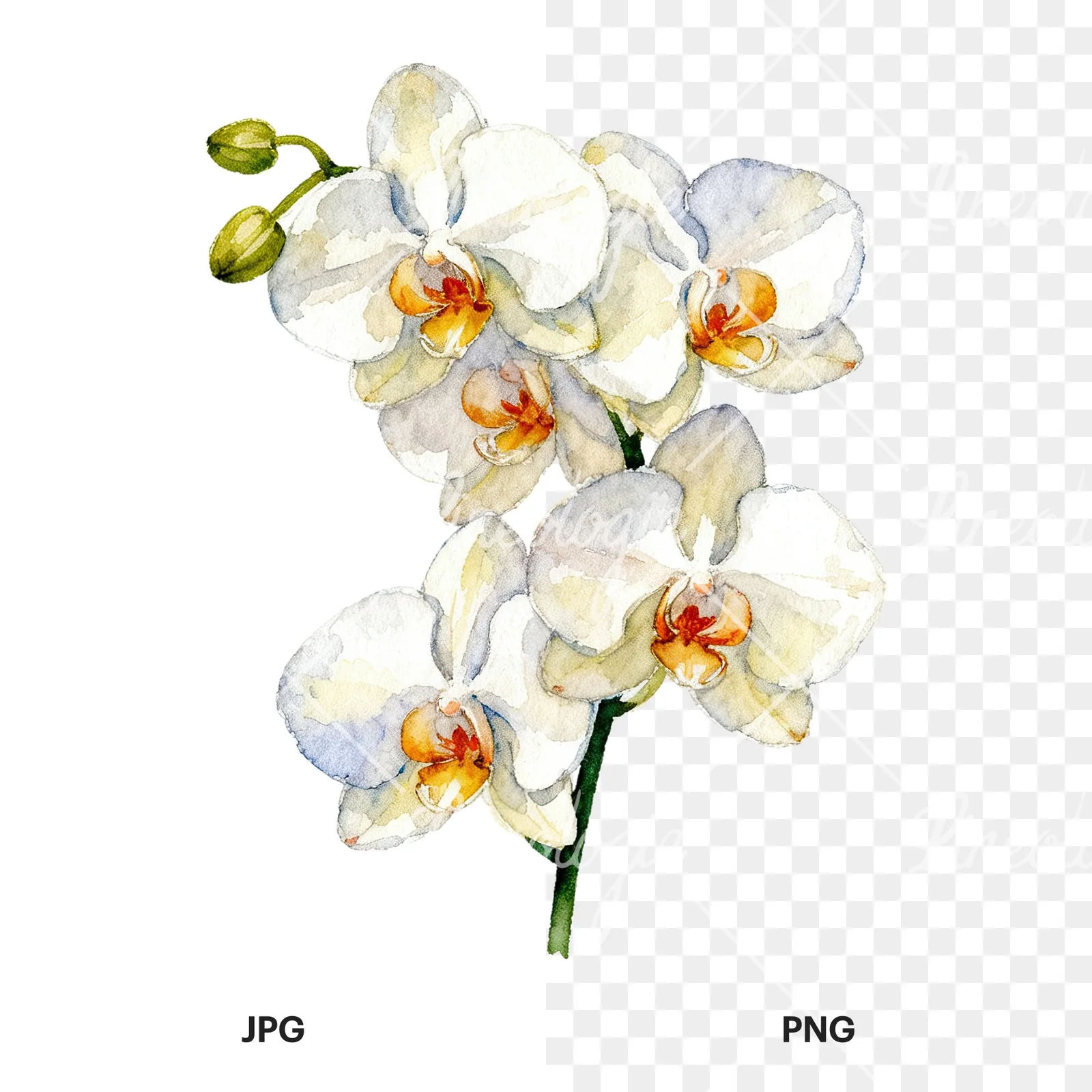 Watercolor orchid bouquet with leaves clipart 5 of 9, as a JPG on white and a transparent PNG