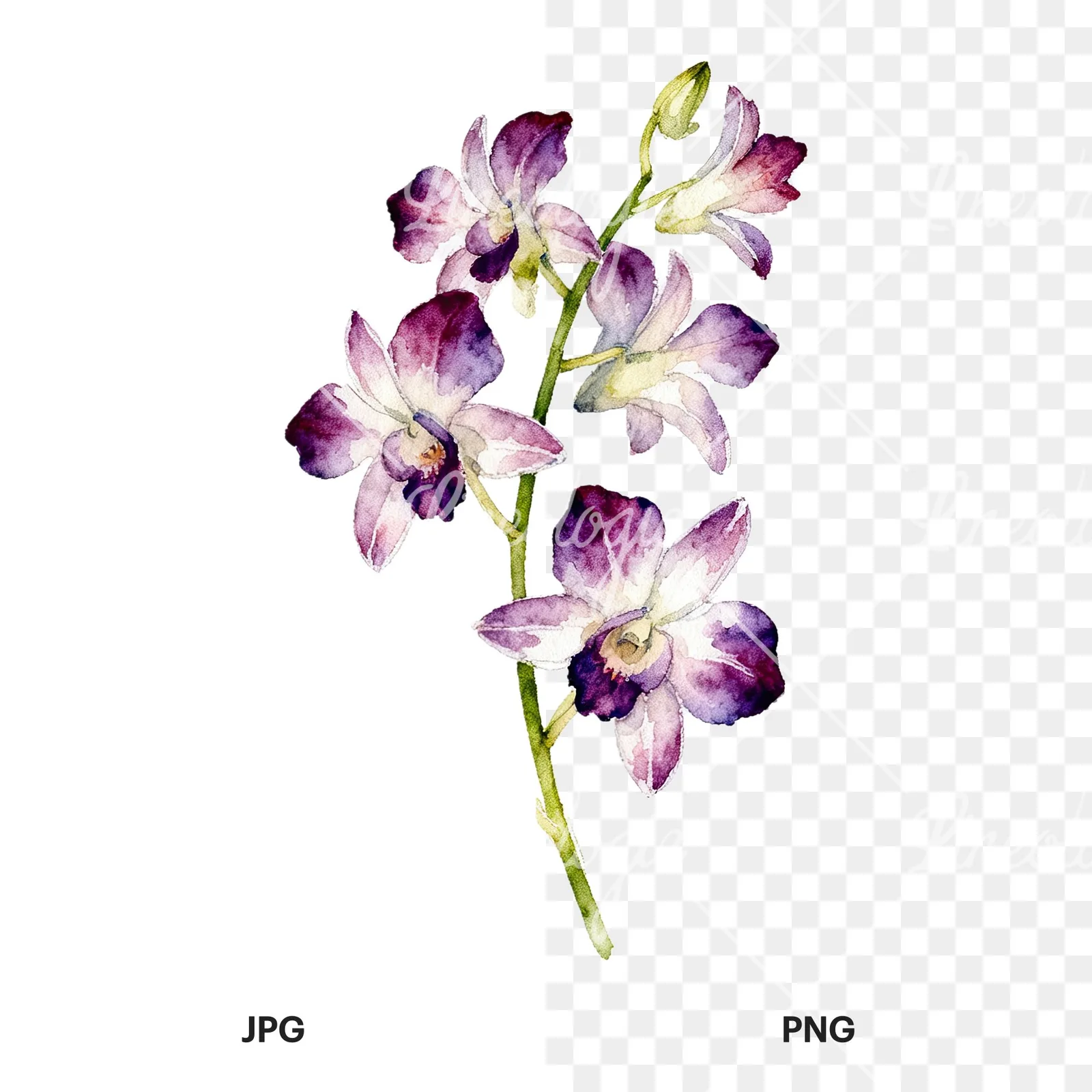 Watercolor orchid bouquet with leaves clipart 6 of 9, as a JPG on white and a transparent PNG