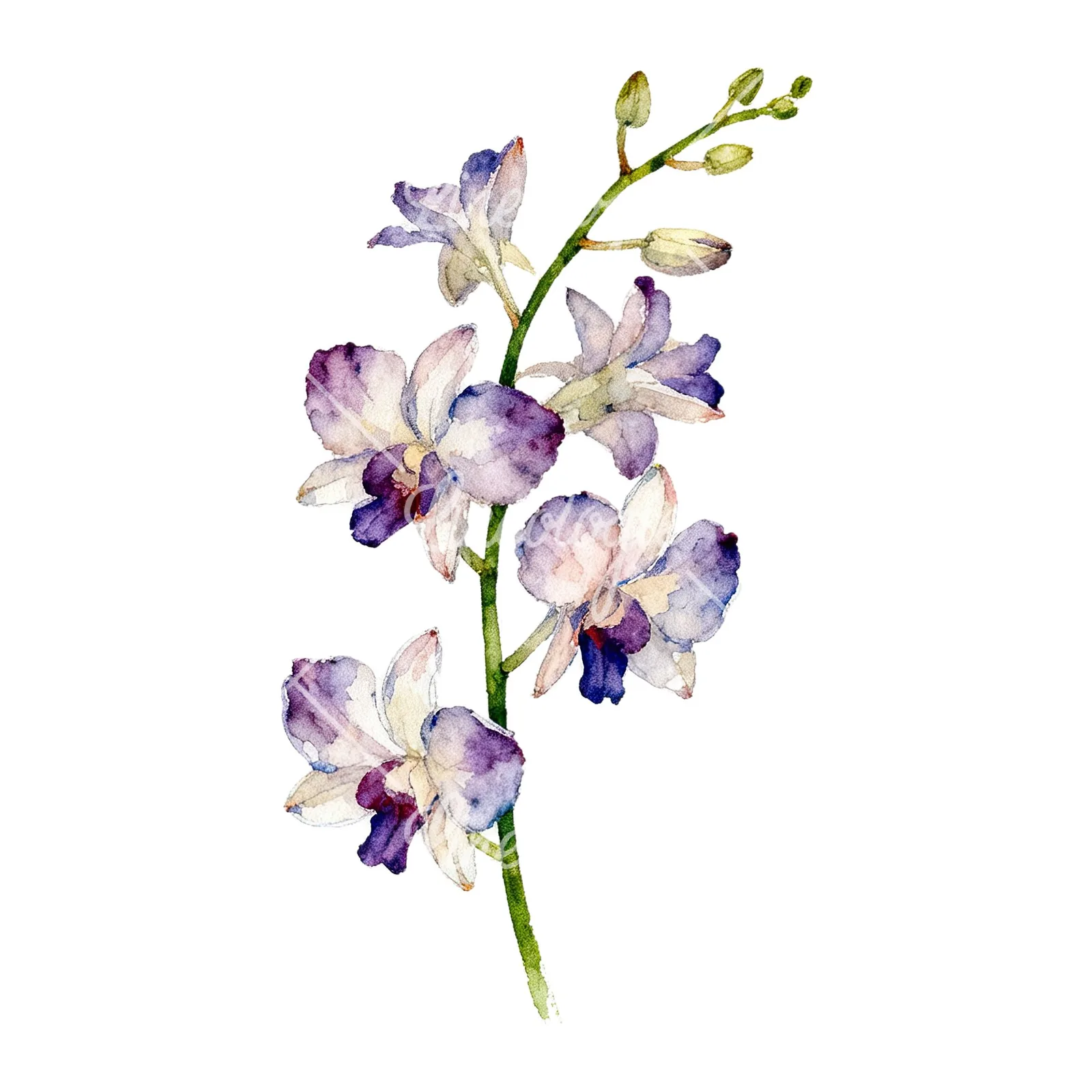 Watercolor orchid bouquet with leaves clipart 7 of 9 on a white background (JPG)