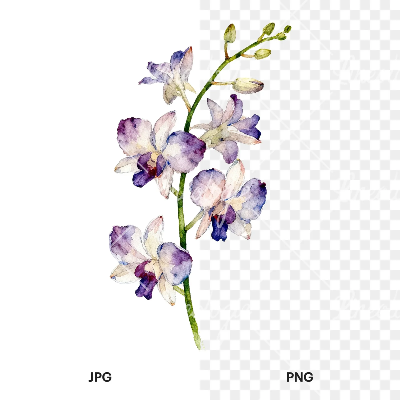 Watercolor orchid bouquet with leaves clipart 7 of 9, as a JPG on white and a transparent PNG