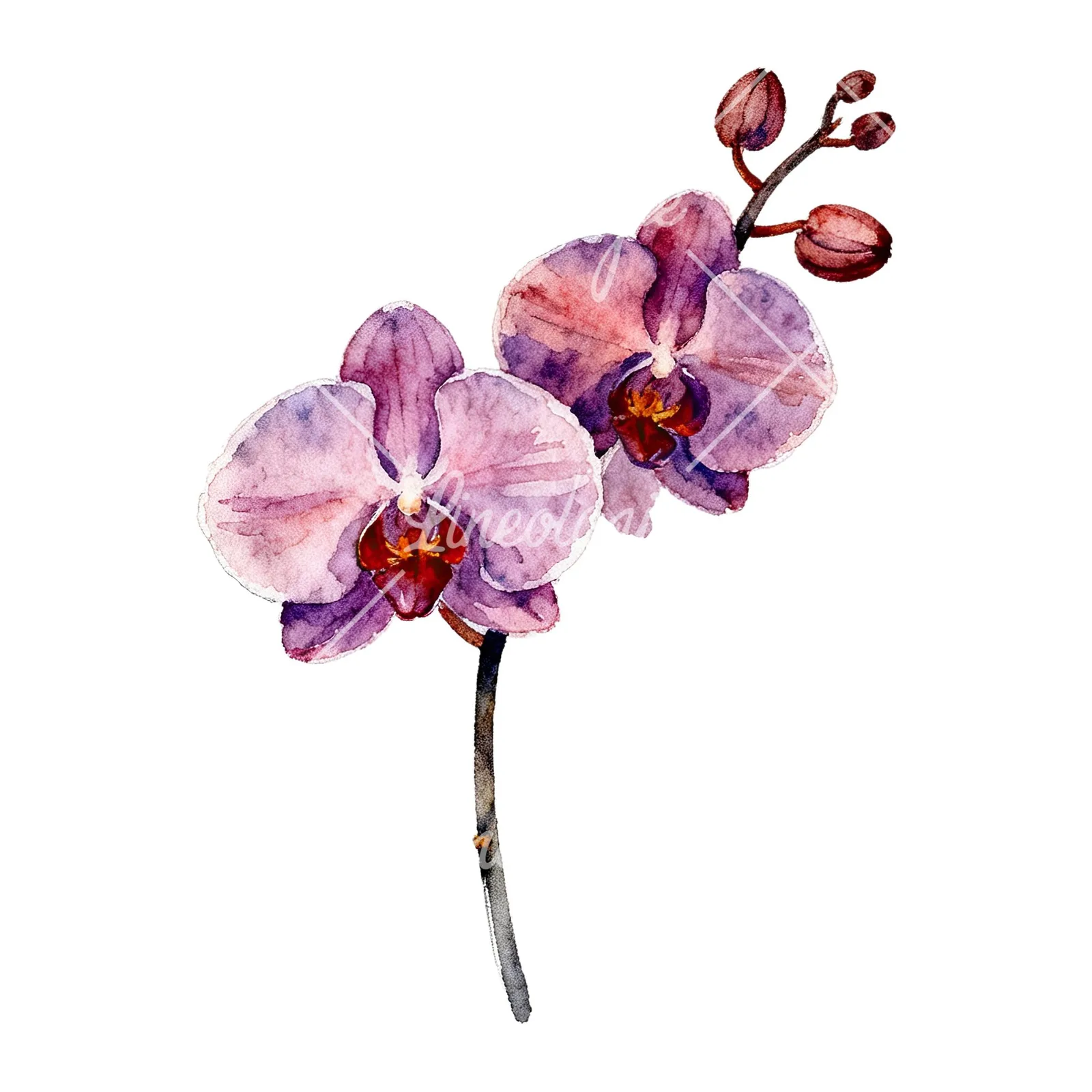 Watercolor orchid bouquet with leaves clipart 8 of 9 on a white background (JPG)