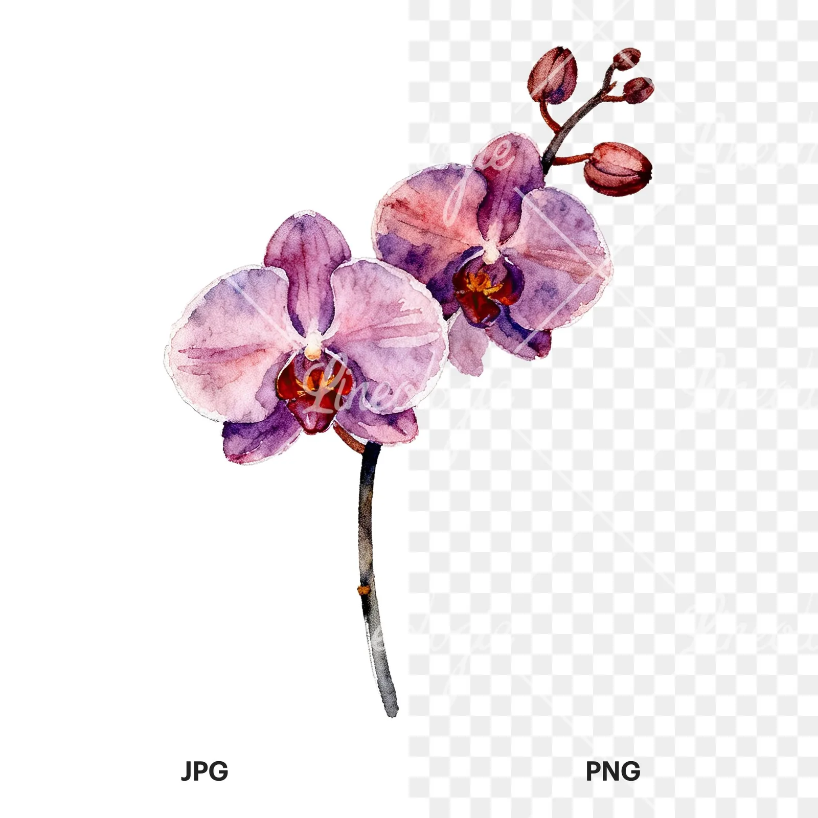 Watercolor orchid bouquet with leaves clipart 8 of 9, as a JPG on white and a transparent PNG