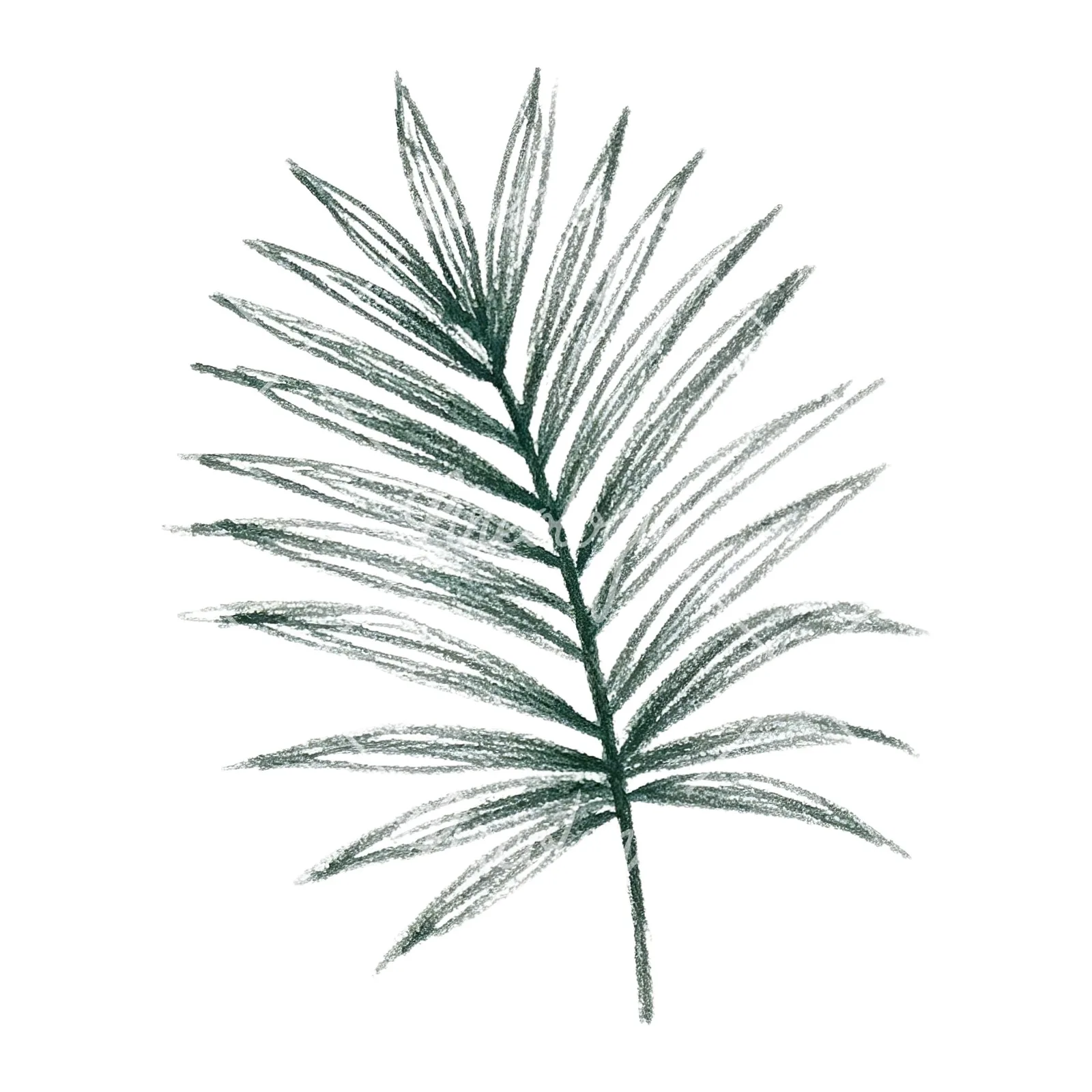 Watercolor broad green palm leaf clipart 1 of 9 on a white background (JPG)