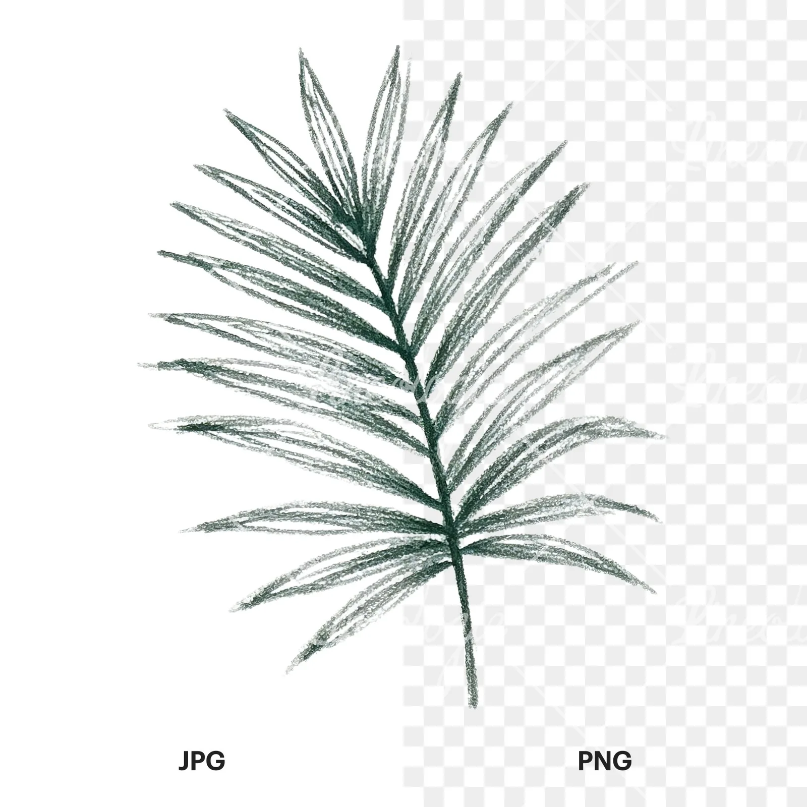 Watercolor broad green palm leaf clipart 1 of 9, as a JPG on white and a transparent PNG