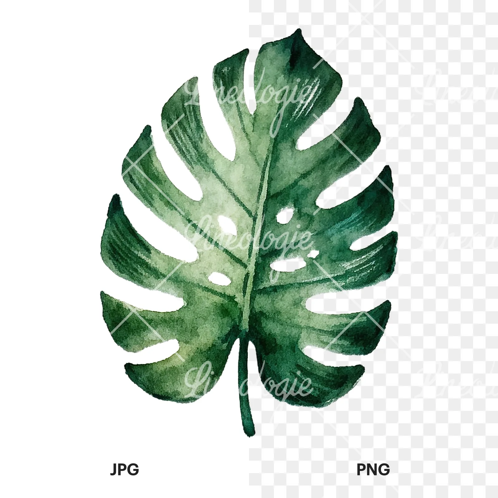 Watercolor broad green palm leaf clipart 2 of 9, as a JPG on white and a transparent PNG