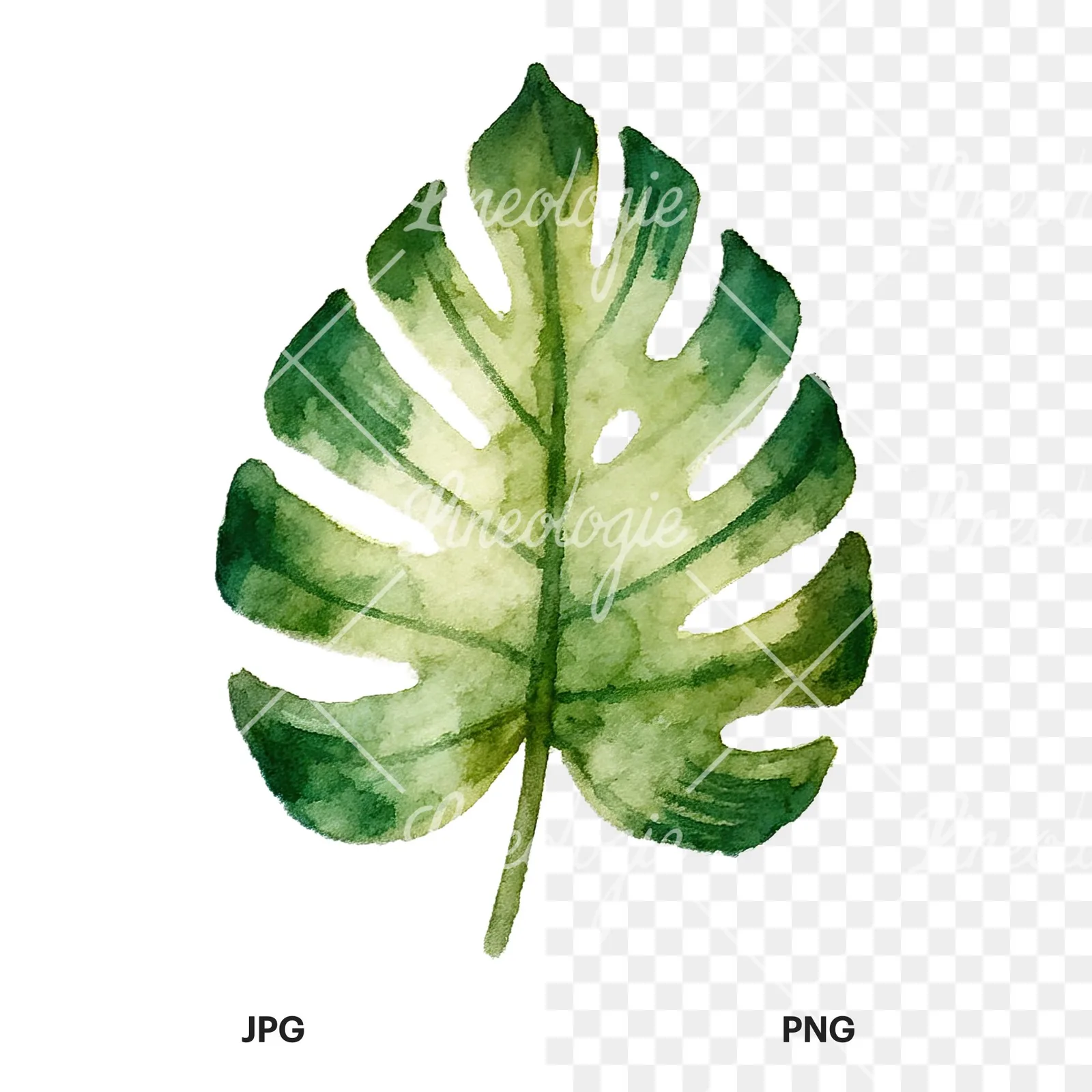 Watercolor broad green palm leaf clipart 3 of 9, as a JPG on white and a transparent PNG