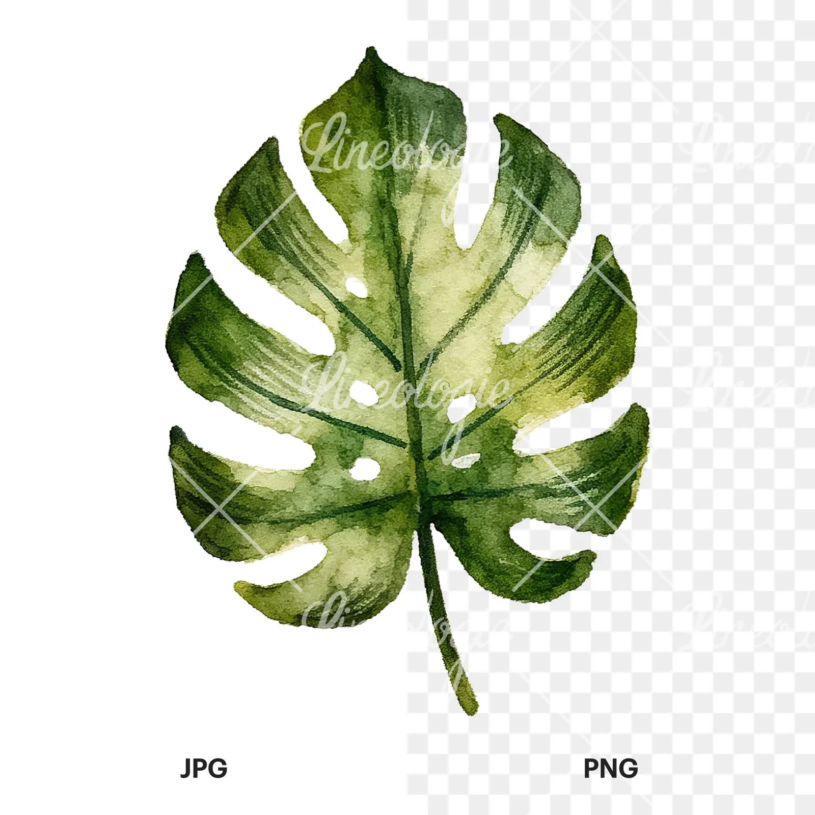 Watercolor broad green palm leaf clipart 4 of 9, as a JPG on white and a transparent PNG
