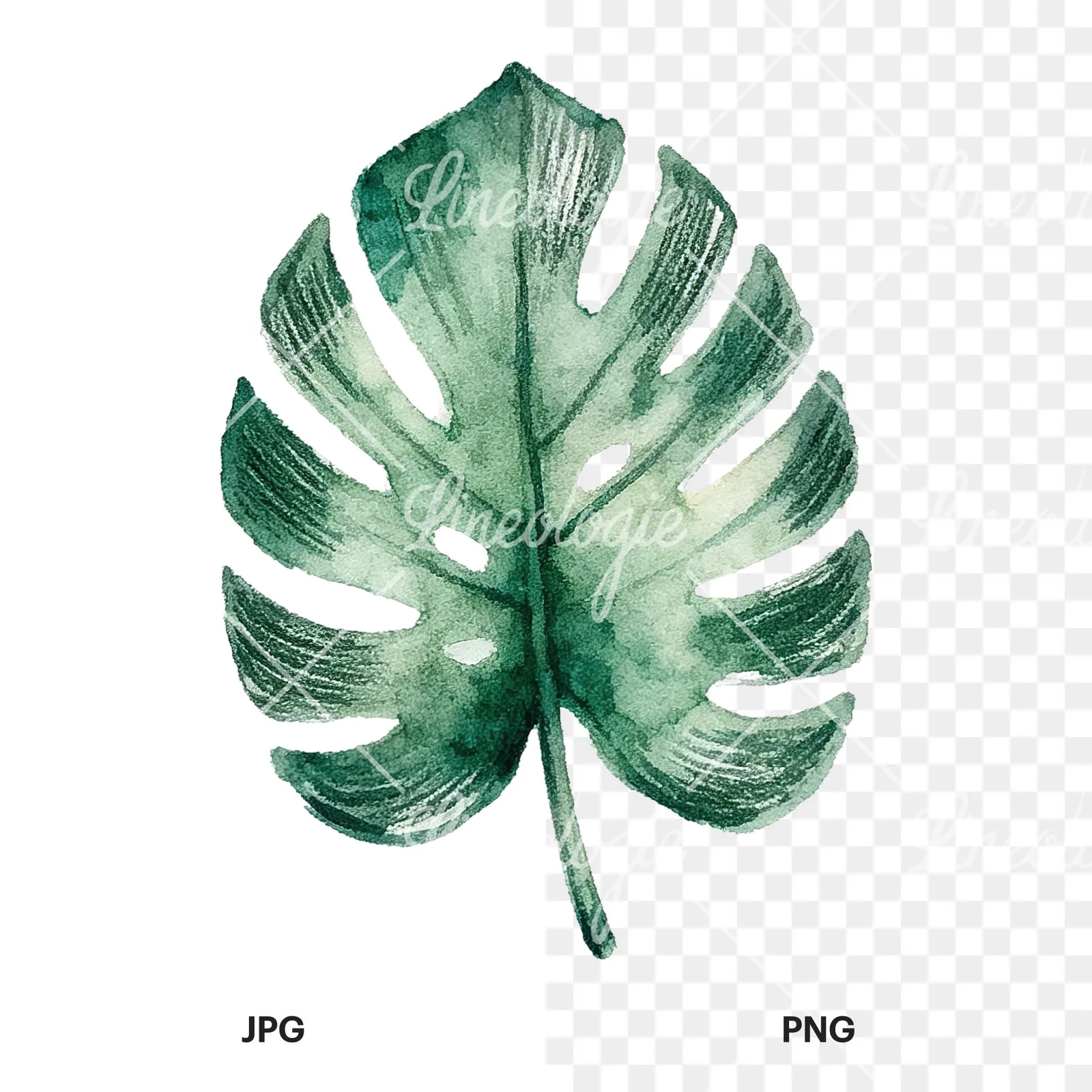 Watercolor broad green palm leaf clipart 5 of 9, as a JPG on white and a transparent PNG