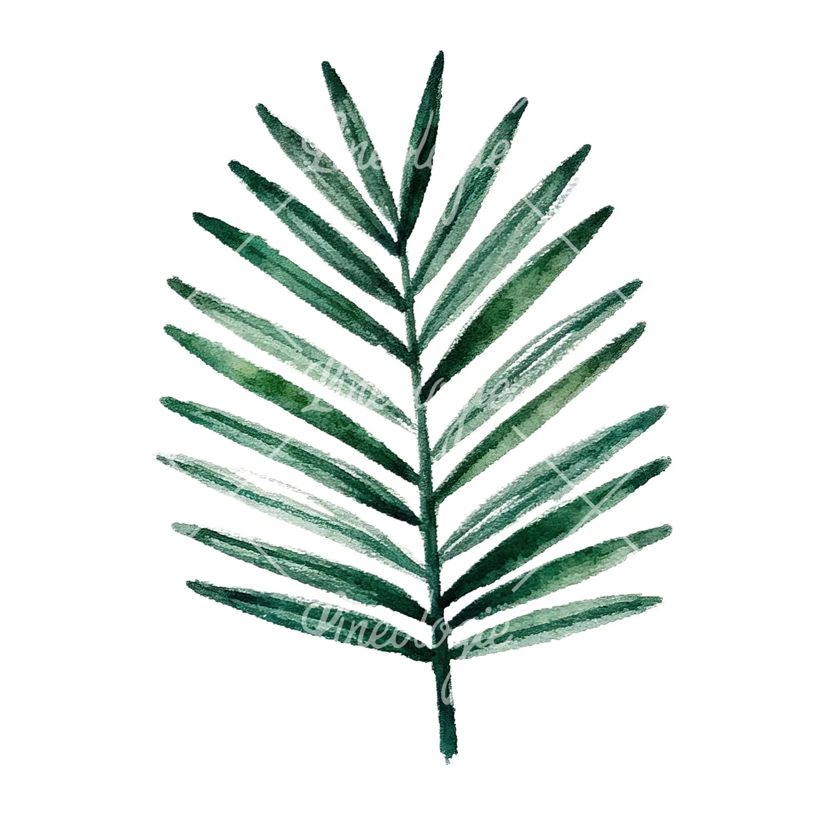 Watercolor broad green palm leaf clipart 6 of 9 on a white background (JPG)