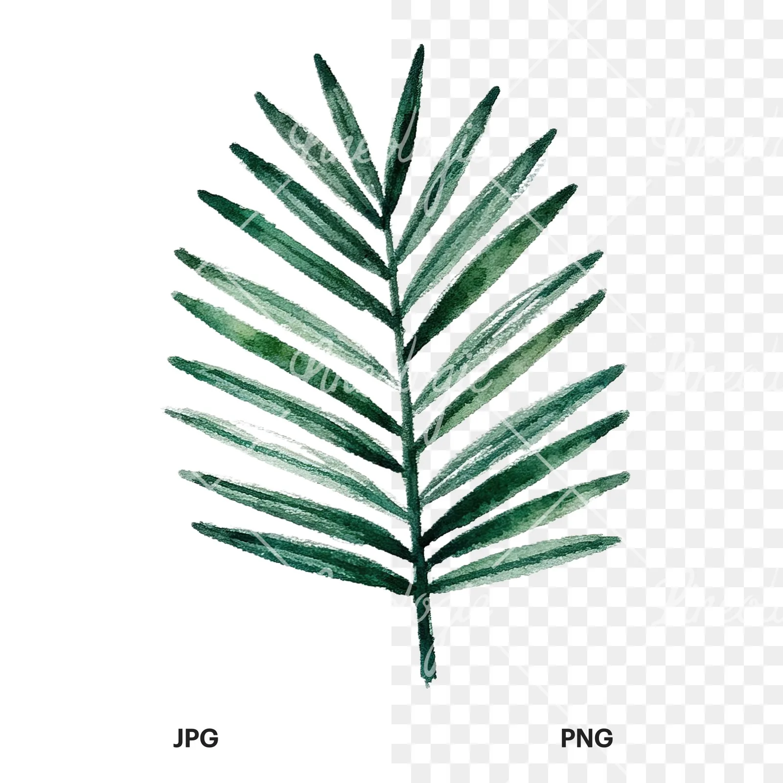 Watercolor broad green palm leaf clipart 6 of 9, as a JPG on white and a transparent PNG