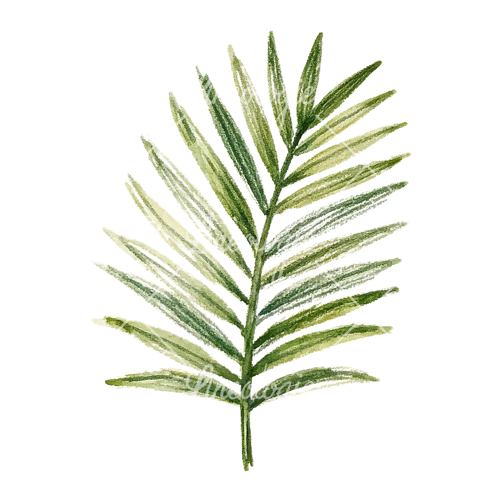 Watercolor broad green palm leaf clipart 7 of 9 on a white background (JPG)
