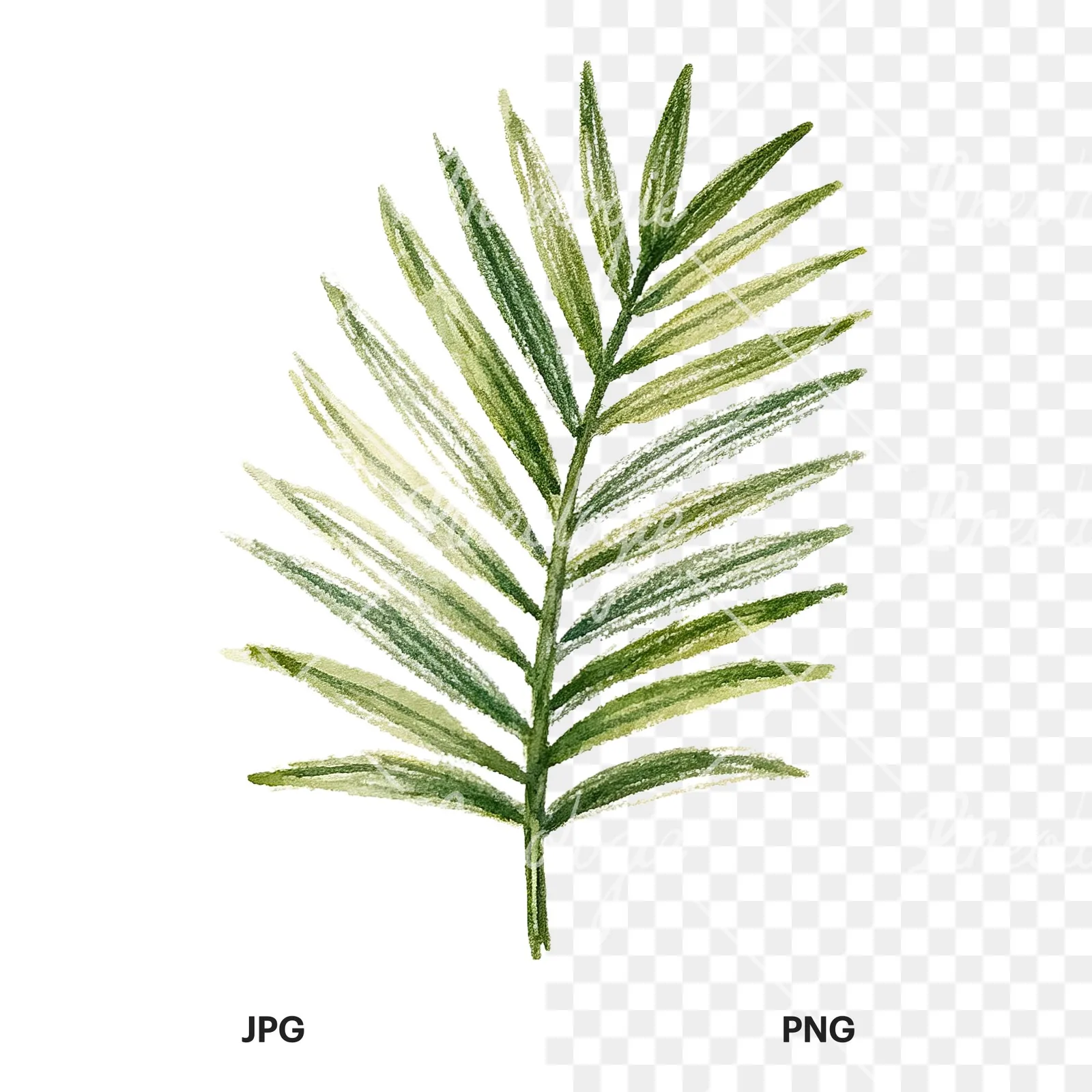 Watercolor broad green palm leaf clipart 7 of 9, as a JPG on white and a transparent PNG