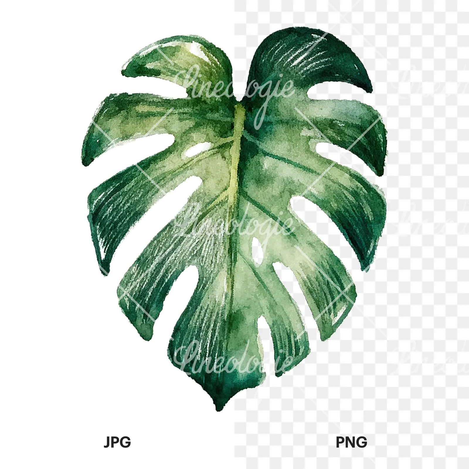 Watercolor broad green palm leaf clipart 8 of 9, as a JPG on white and a transparent PNG