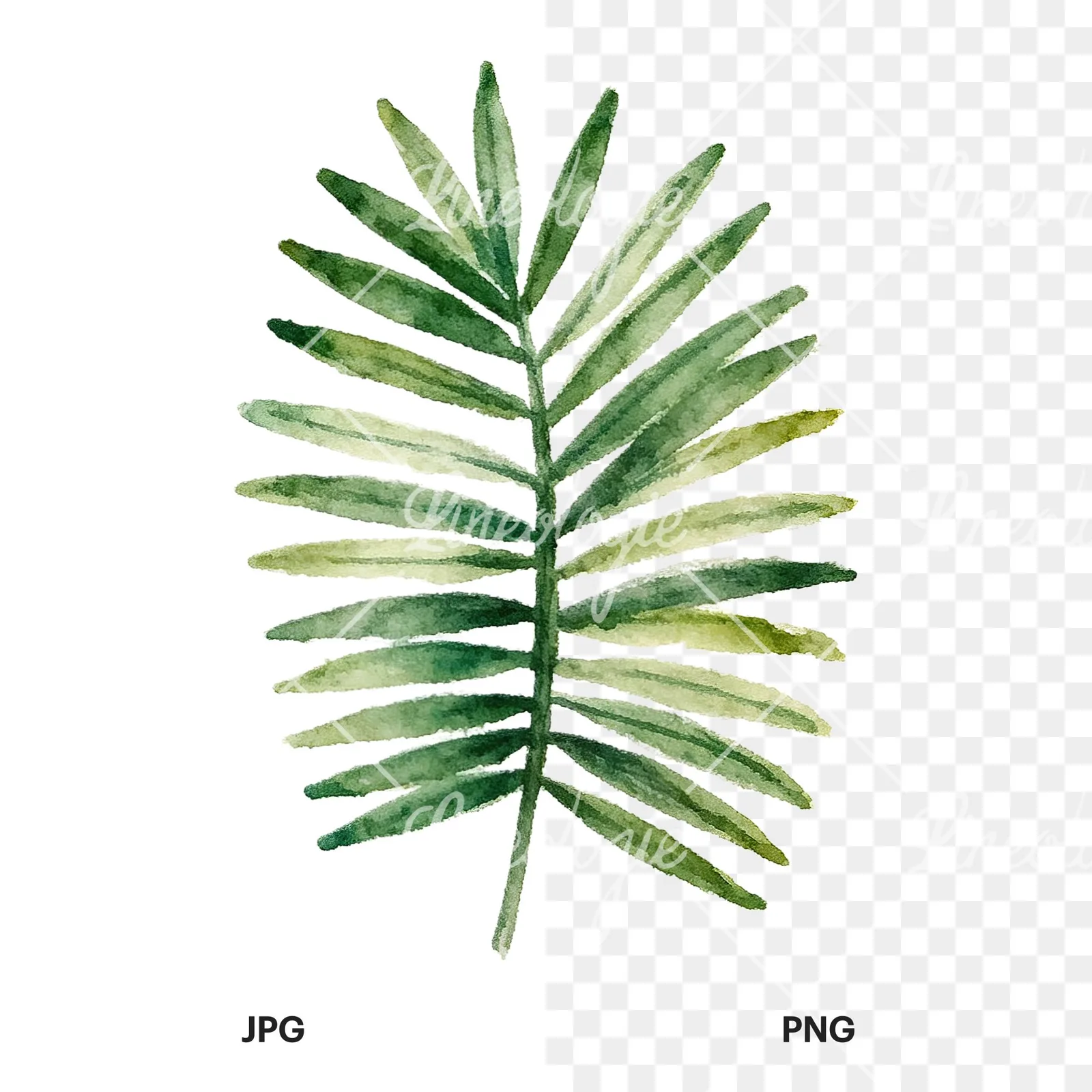 Watercolor broad green palm leaf clipart 9 of 9, as a JPG on white and a transparent PNG