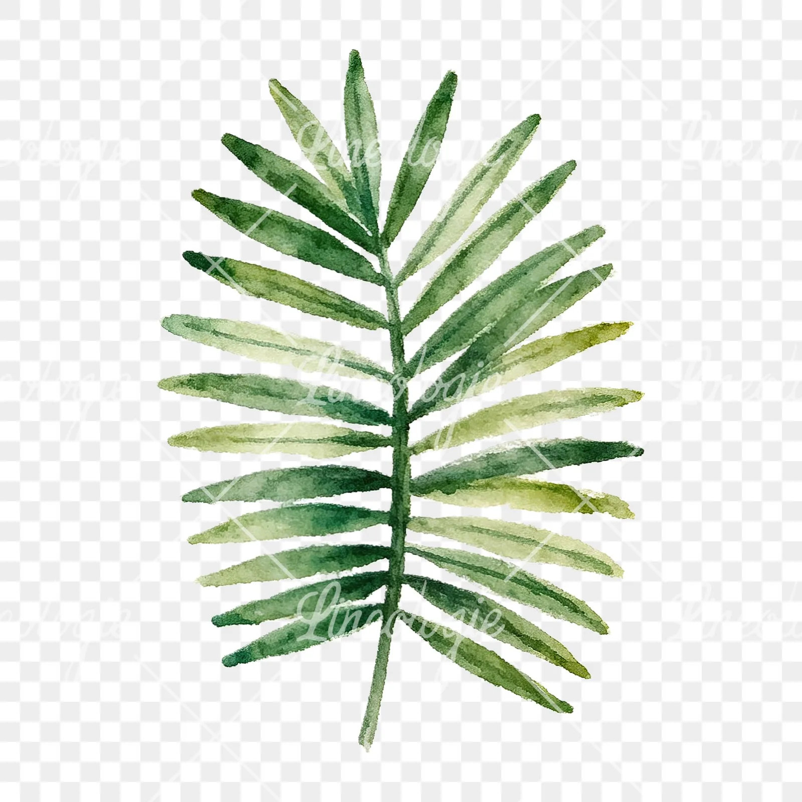 Watercolor broad green palm leaf clipart 9 of 9 on a transparent background (PNG)