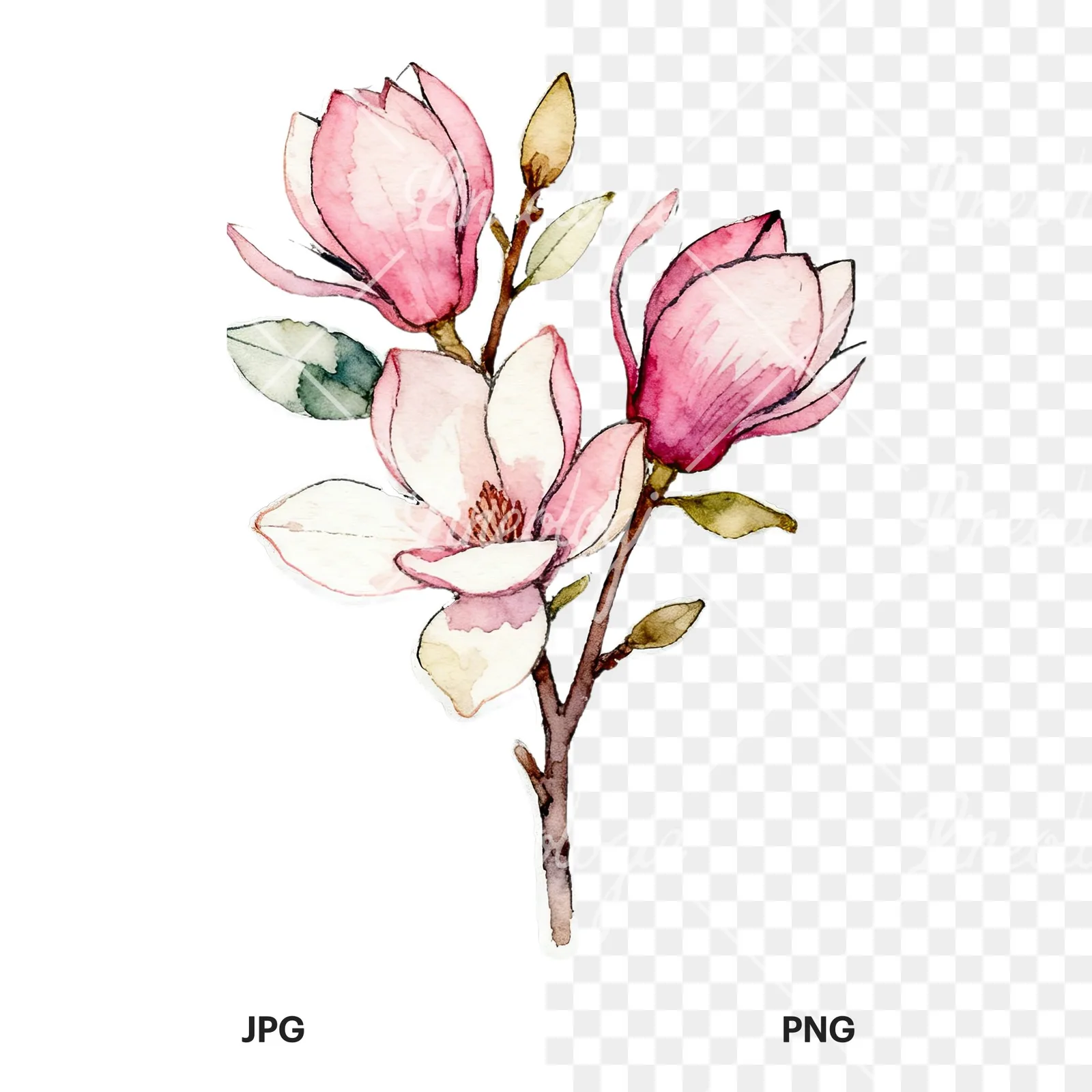 Watercolor pastel pink magnolia bouquet clipart 1 of 9, as a JPG on white and a transparent PNG