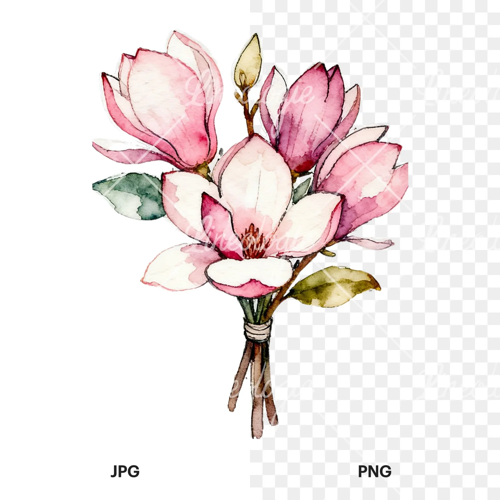 Watercolor pastel pink magnolia bouquet clipart 4 of 9, as a JPG on white and a transparent PNG