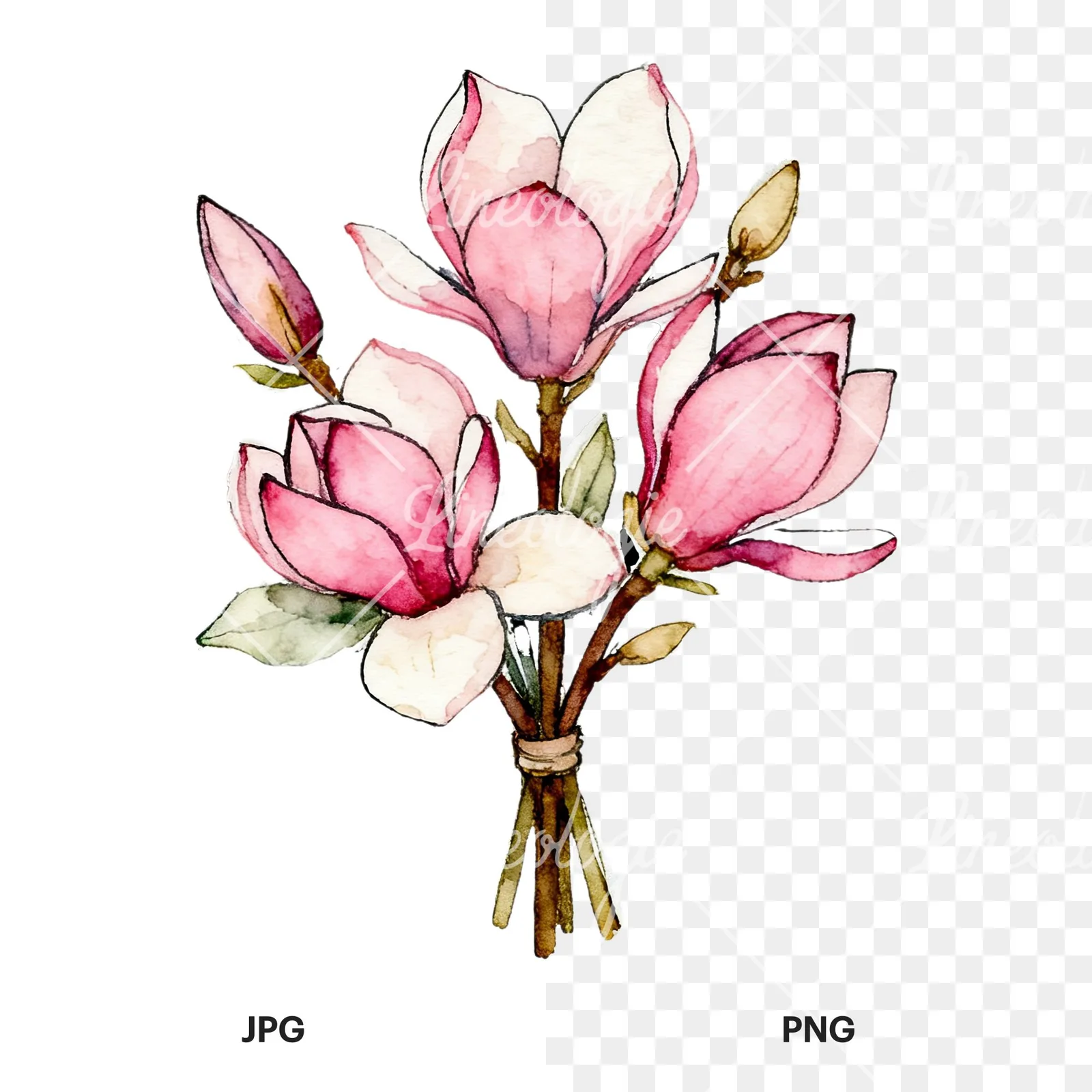 Watercolor pastel pink magnolia bouquet clipart 5 of 9, as a JPG on white and a transparent PNG