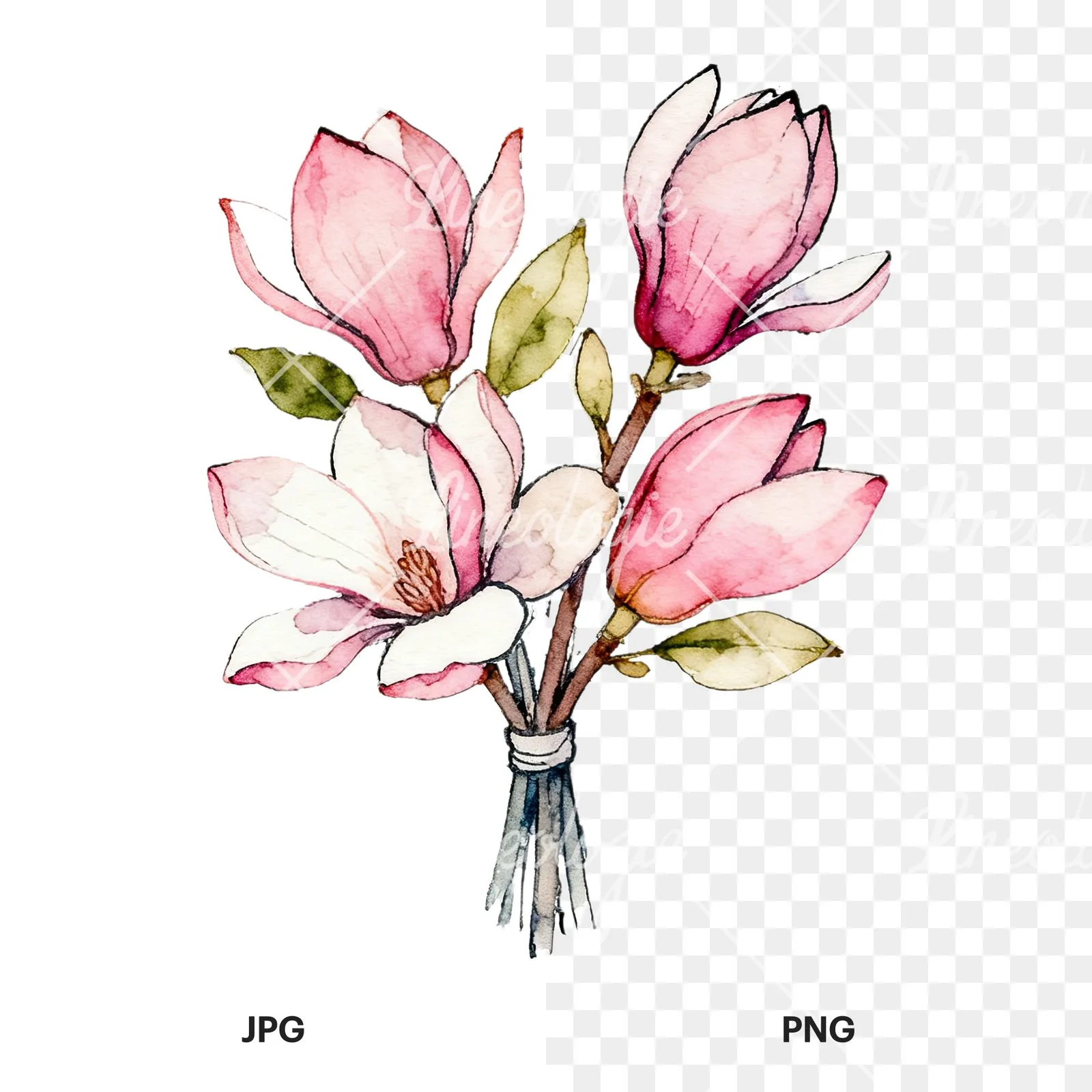 Watercolor pastel pink magnolia bouquet clipart 7 of 9, as a JPG on white and a transparent PNG