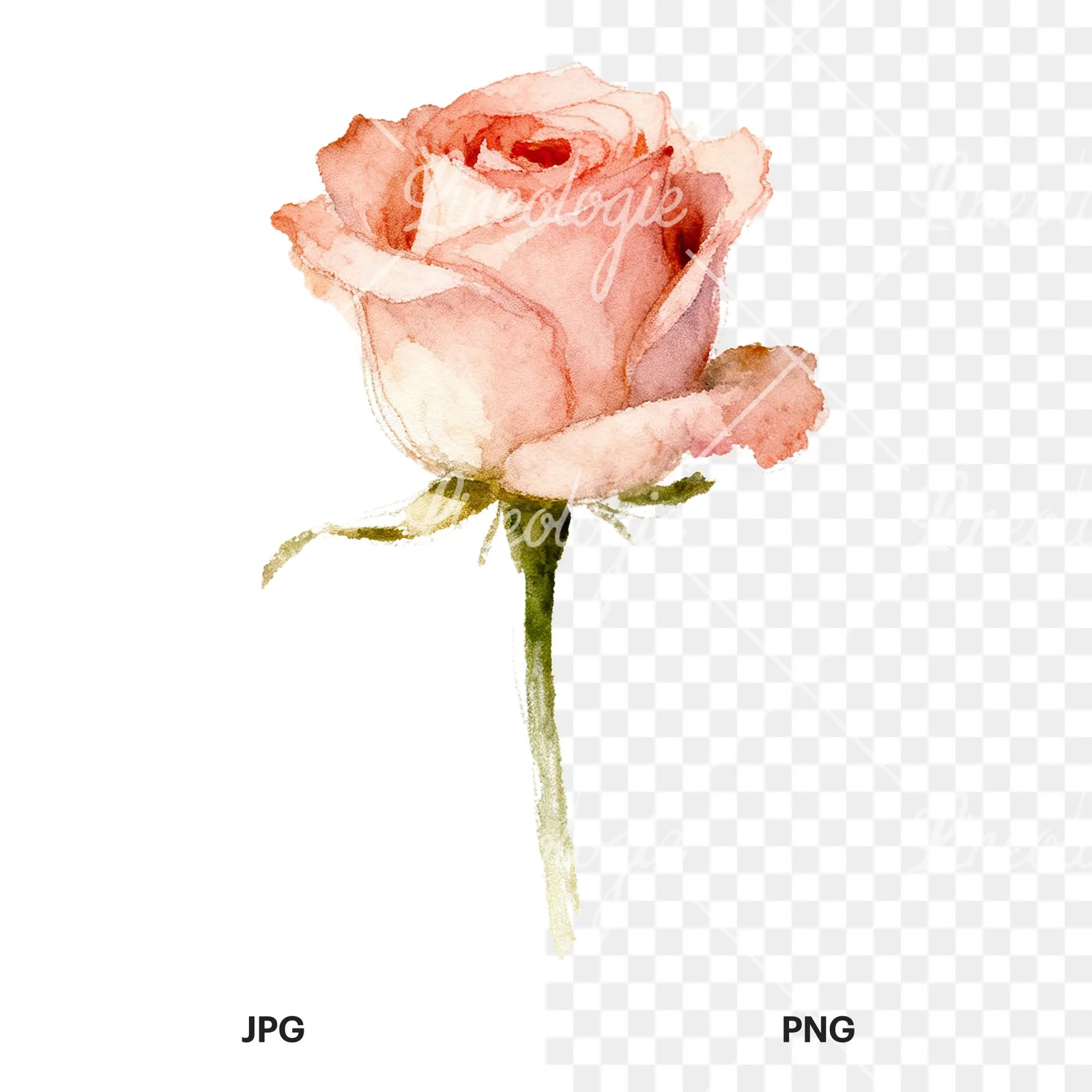Watercolor pastel rose with visible stem clipart 3 of 9, as a JPG on white and a transparent PNG