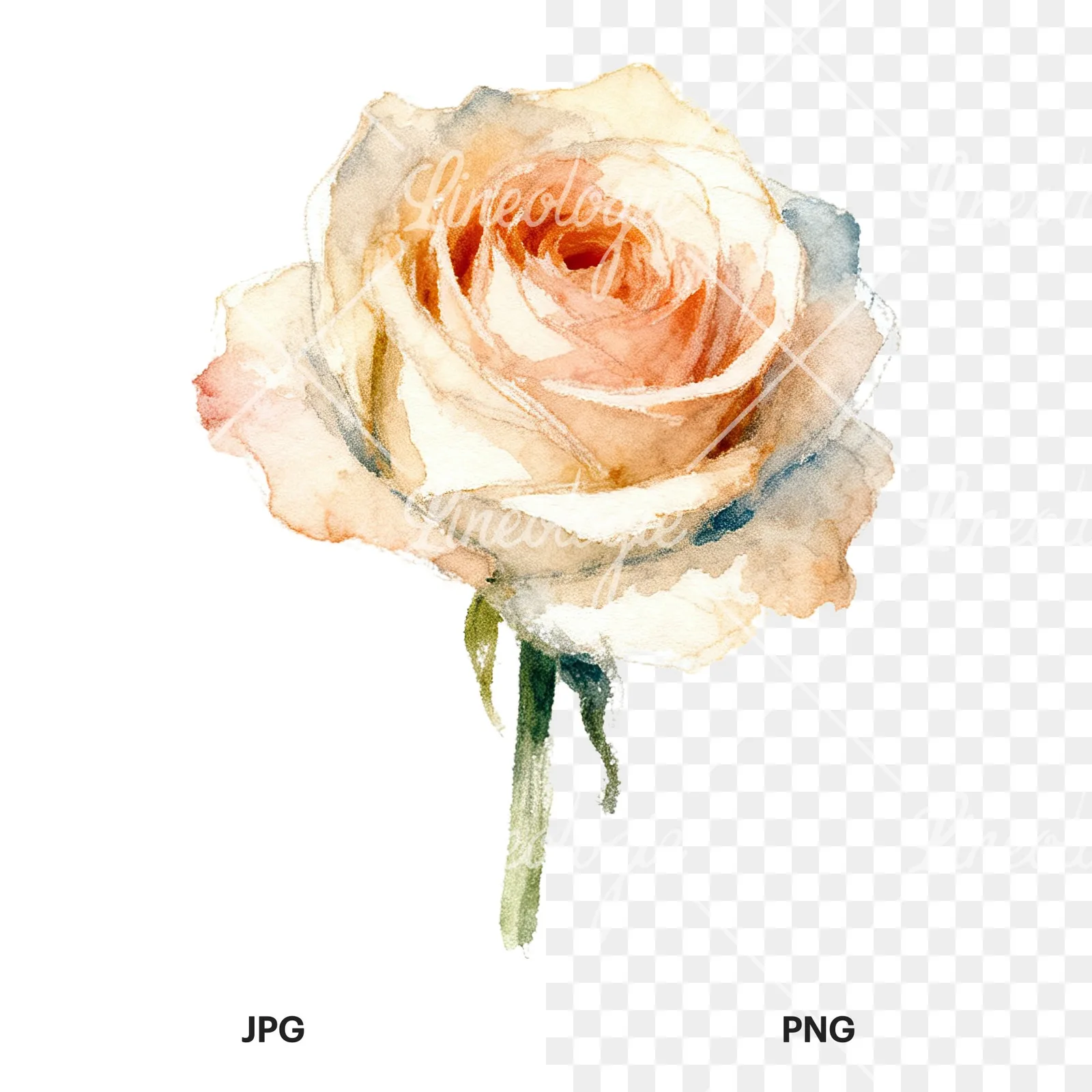 Watercolor pastel rose with visible stem clipart 5 of 9, as a JPG on white and a transparent PNG