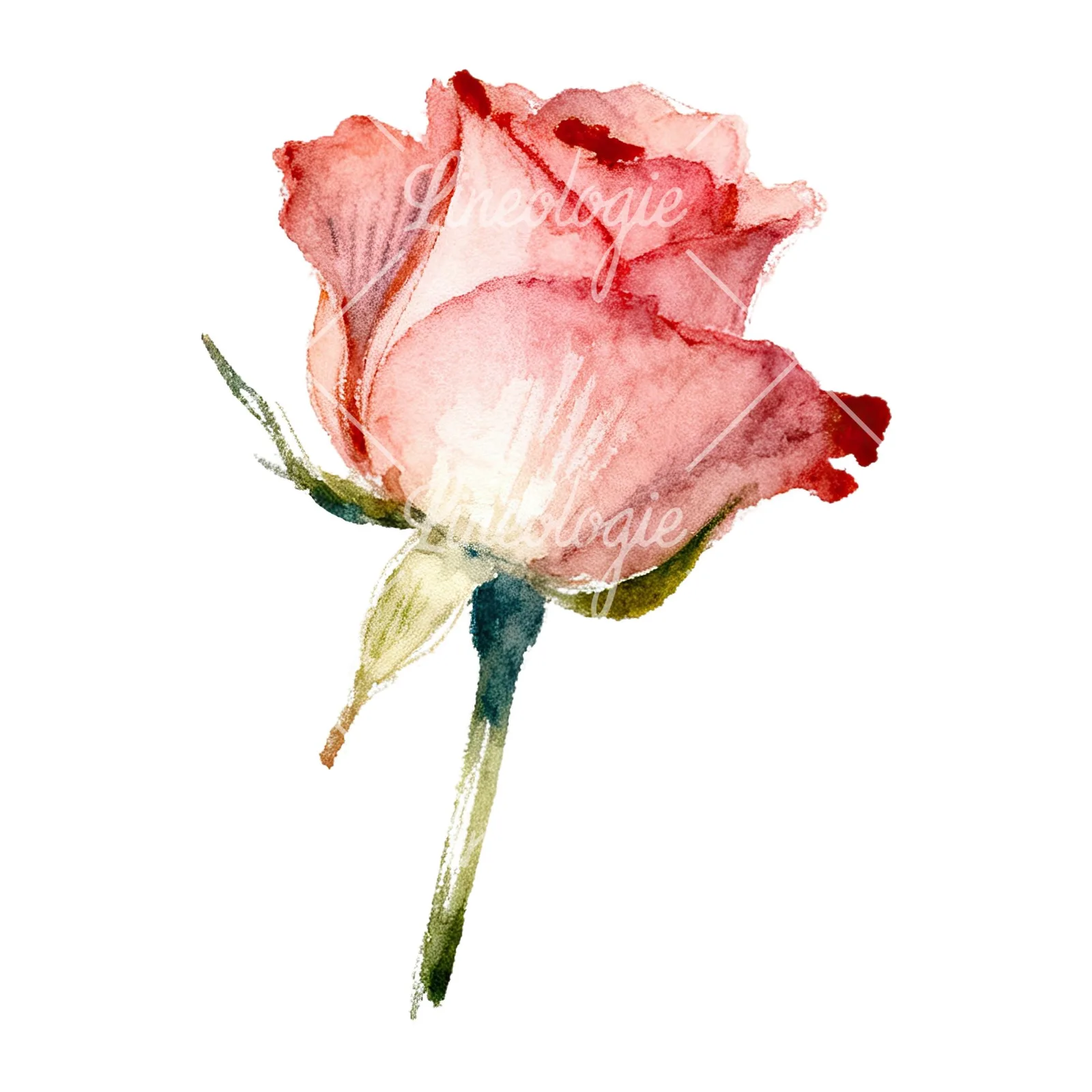 Watercolor pastel rose with visible stem clipart 7 of 9 on a white background (JPG)