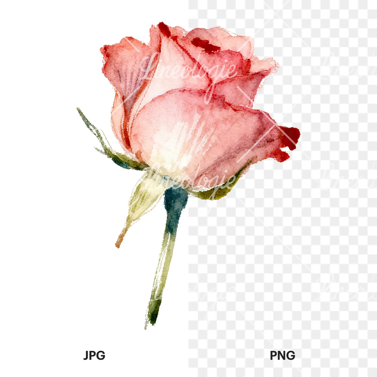 Watercolor pastel rose with visible stem clipart 7 of 9, as a JPG on white and a transparent PNG