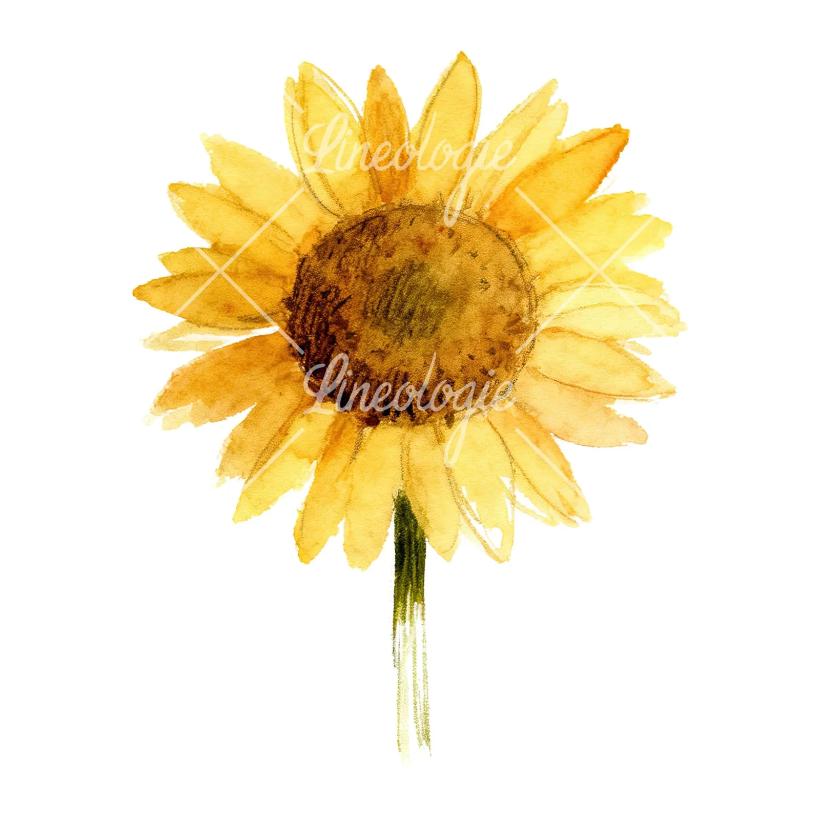 Watercolor pastel sunflower clipart 1 of 9 on a white background (JPG)
