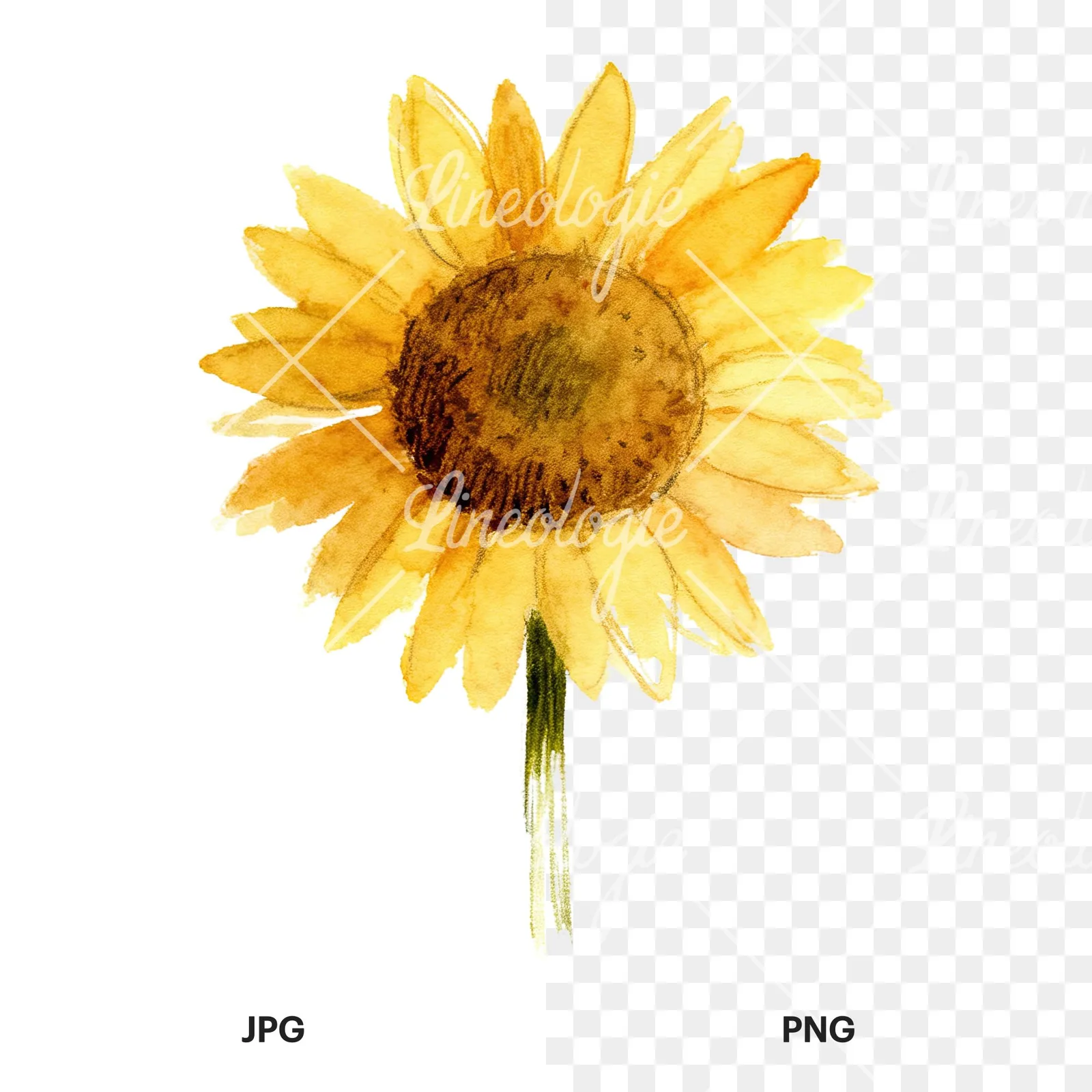 Watercolor pastel sunflower clipart 1 of 9, as a JPG on white and a transparent PNG