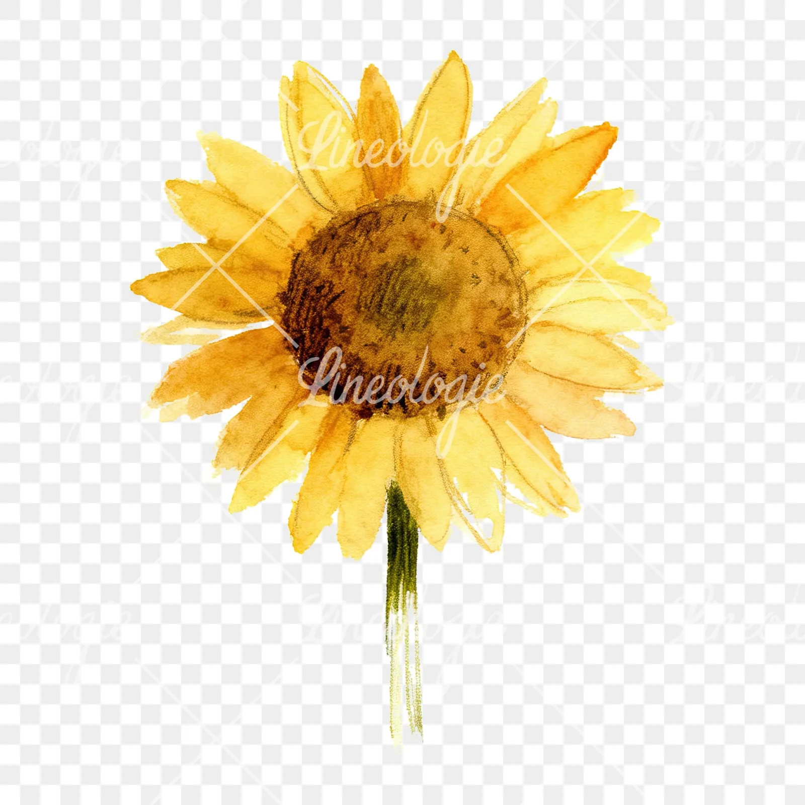 Watercolor pastel sunflower clipart 1 of 9 on a transparent background (PNG)