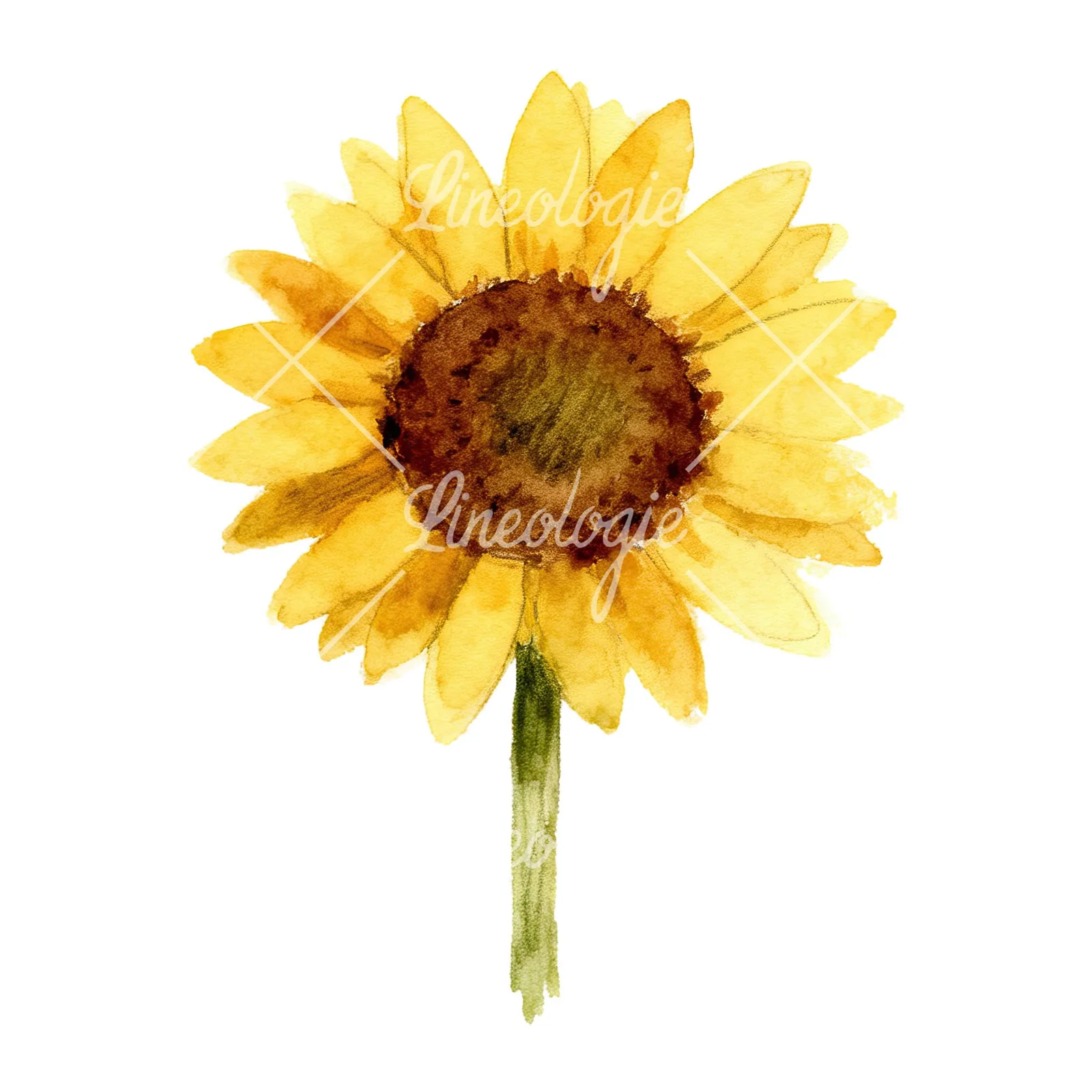 Watercolor pastel sunflower clipart 2 of 9 on a white background (JPG)