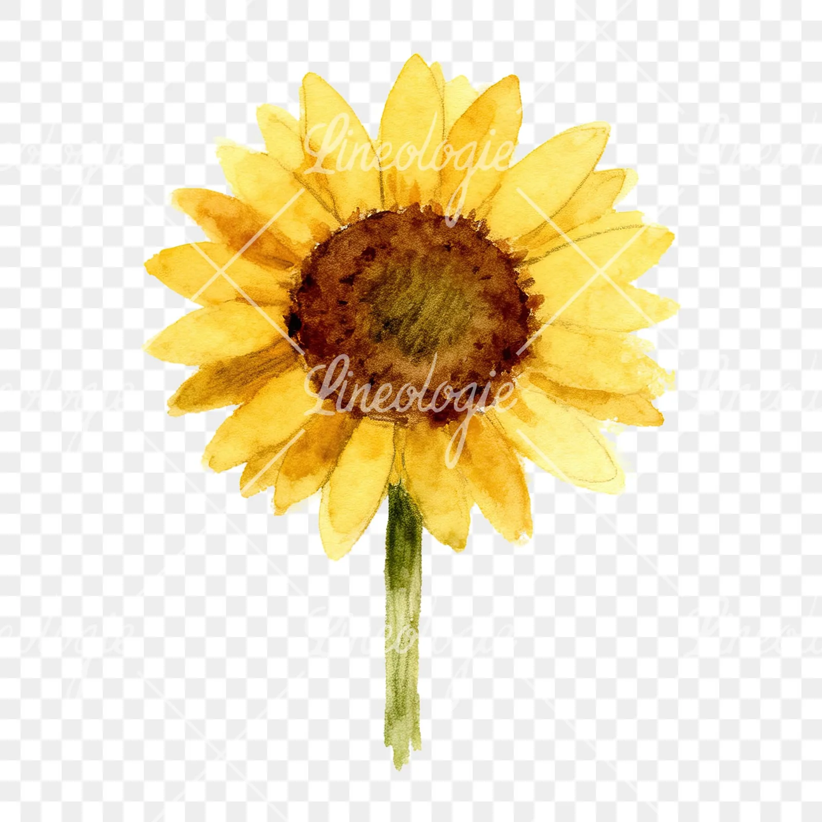 Watercolor pastel sunflower clipart 2 of 9 on a transparent background (PNG)