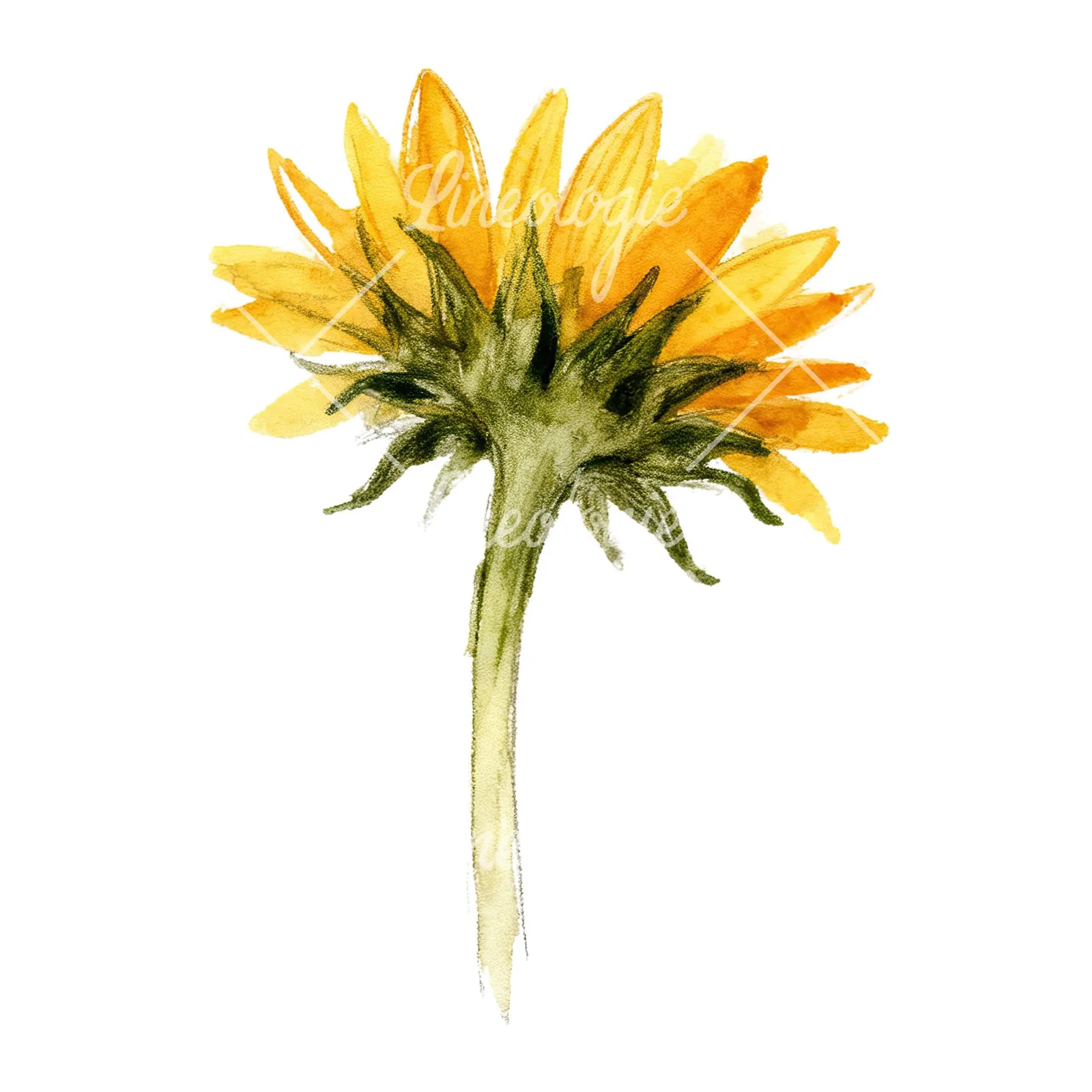 Watercolor pastel sunflower clipart 3 of 9 on a white background (JPG)