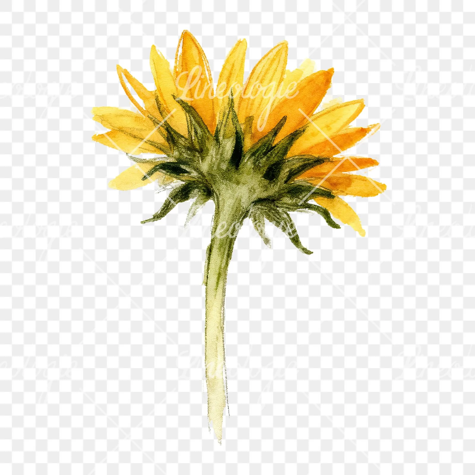 Watercolor pastel sunflower clipart 3 of 9 on a transparent background (PNG)