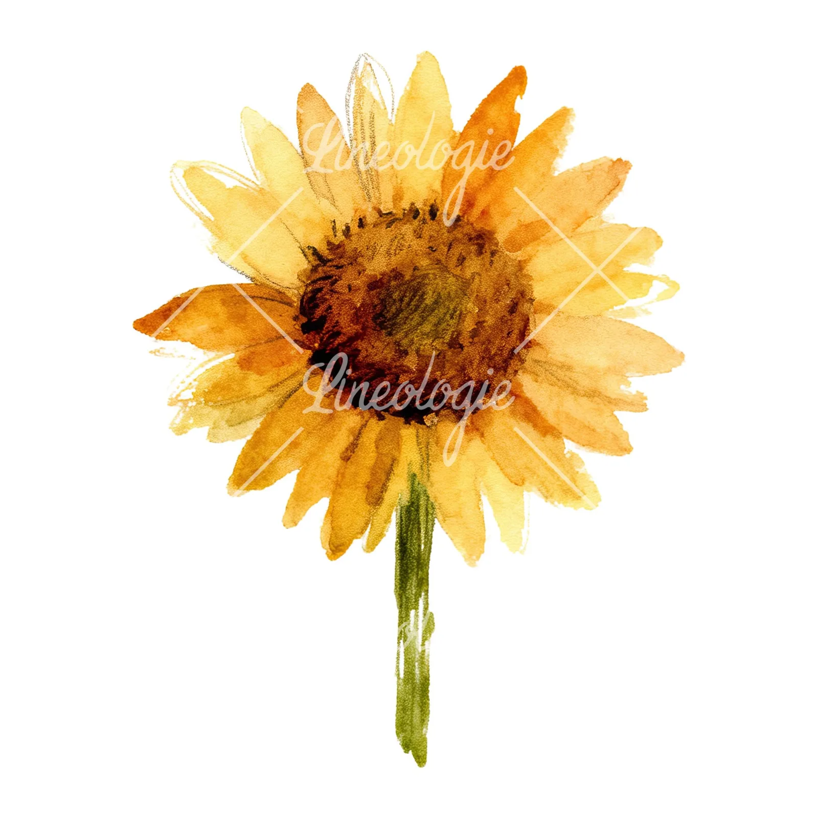Watercolor pastel sunflower clipart 4 of 9 on a white background (JPG)