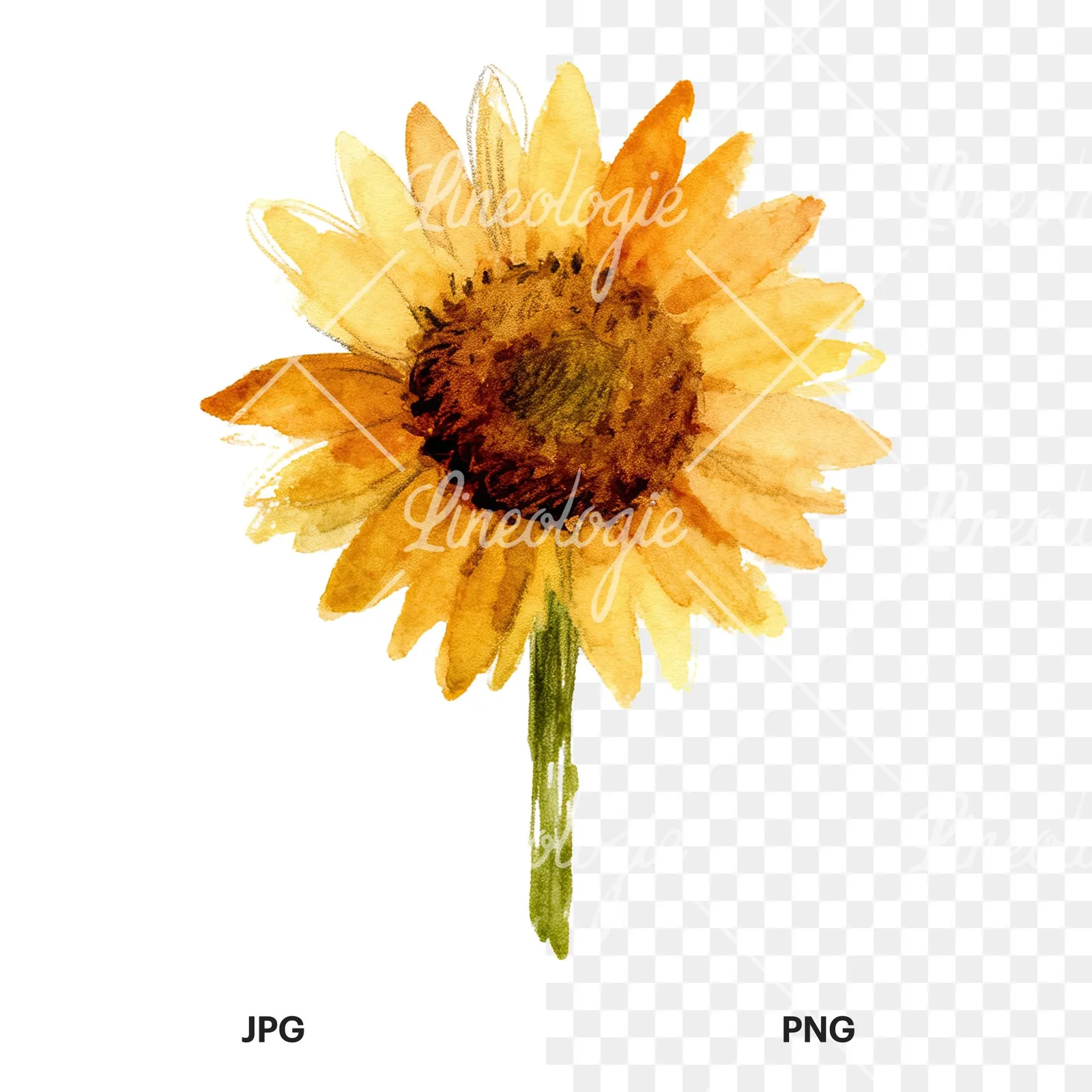 Watercolor pastel sunflower clipart 4 of 9, as a JPG on white and a transparent PNG