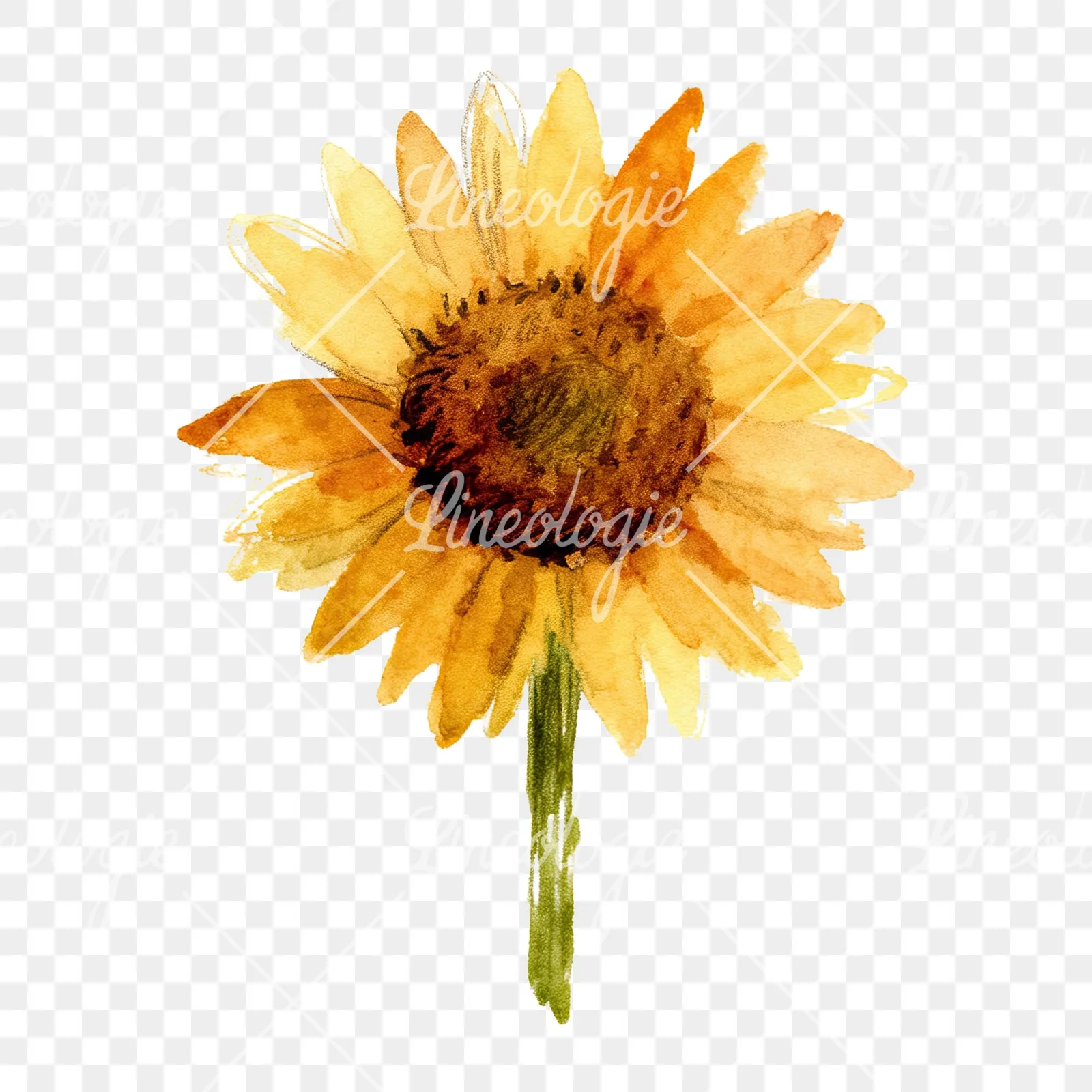 Watercolor pastel sunflower clipart 4 of 9 on a transparent background (PNG)