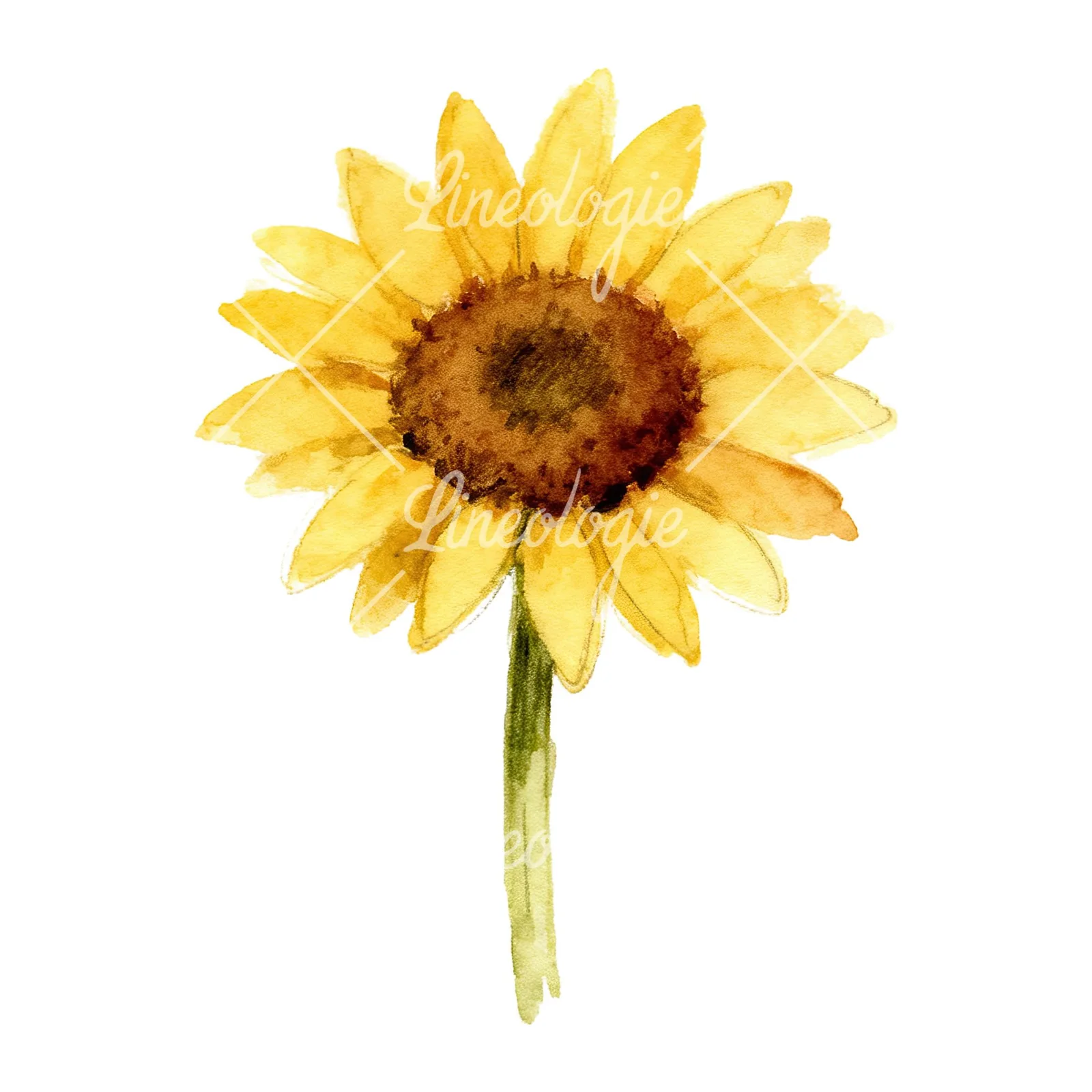 Watercolor pastel sunflower clipart 5 of 9 on a white background (JPG)