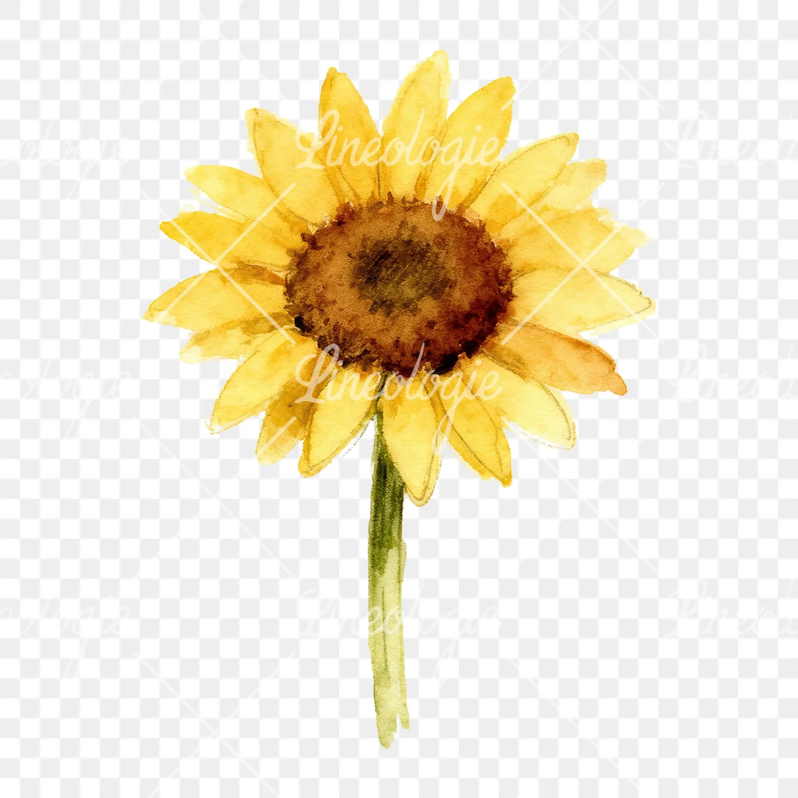 Watercolor pastel sunflower clipart 5 of 9 on a transparent background (PNG)
