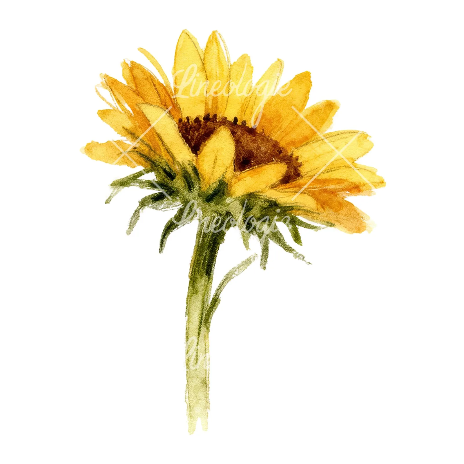 Watercolor pastel sunflower clipart 6 of 9 on a white background (JPG)